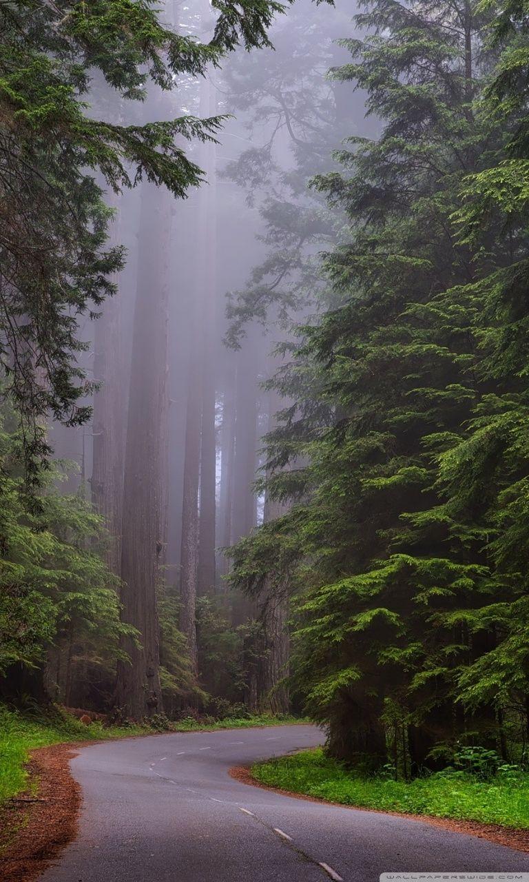 Redwood Forest iPhone Wallpapers Top Free Redwood Forest iPhone