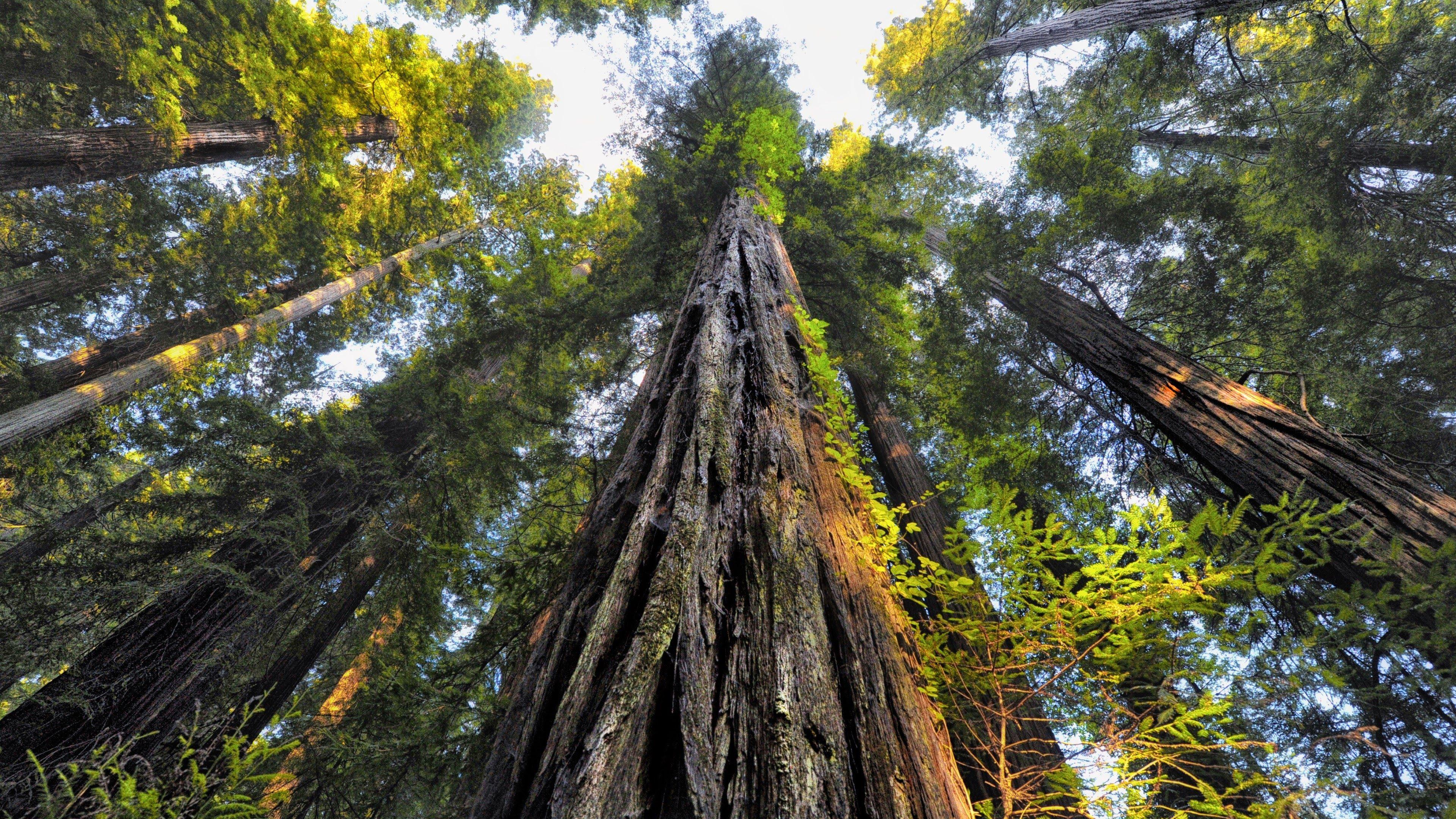 Redwood Tree Wallpapers Top Free Redwood Tree Backgrounds WallpaperAccess
