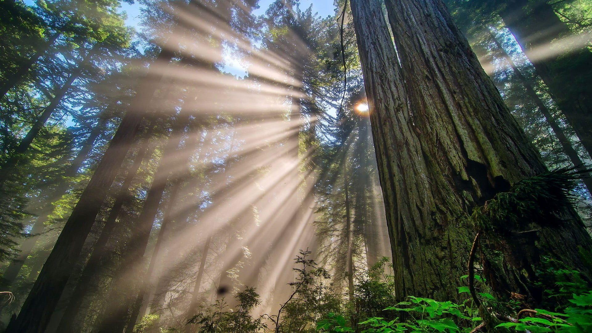 Redwood Forest iPhone Wallpapers Top Free Redwood Forest iPhone