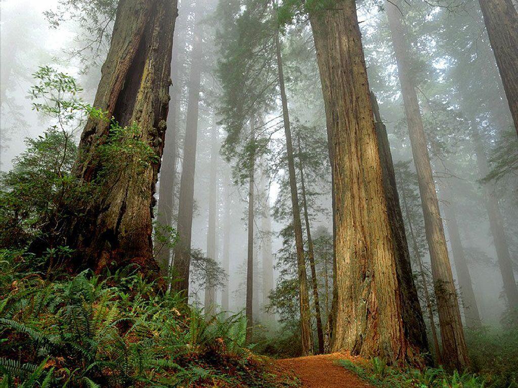 Redwood Forest iPhone Wallpapers Top Free Redwood Forest iPhone
