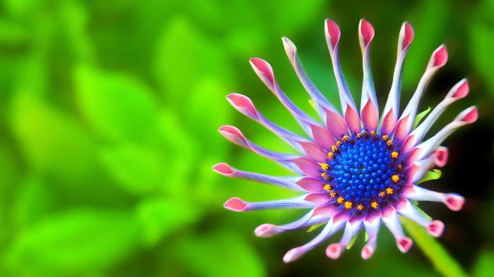 Beautiful Flowers Wallpapers - Top Free Beautiful Flowers Backgrounds ... Sugar free cookies