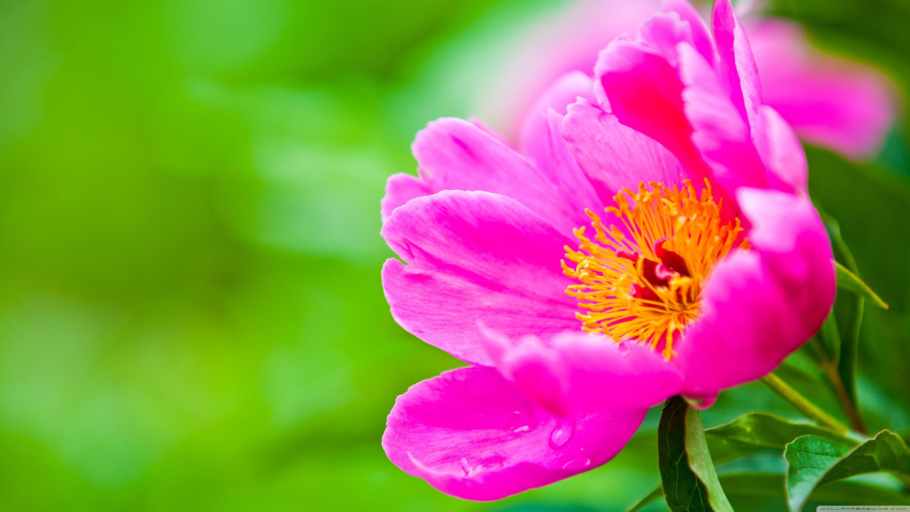 Ultra HD Flower Wallpapers Top Free Ultra HD Flower Backgrounds