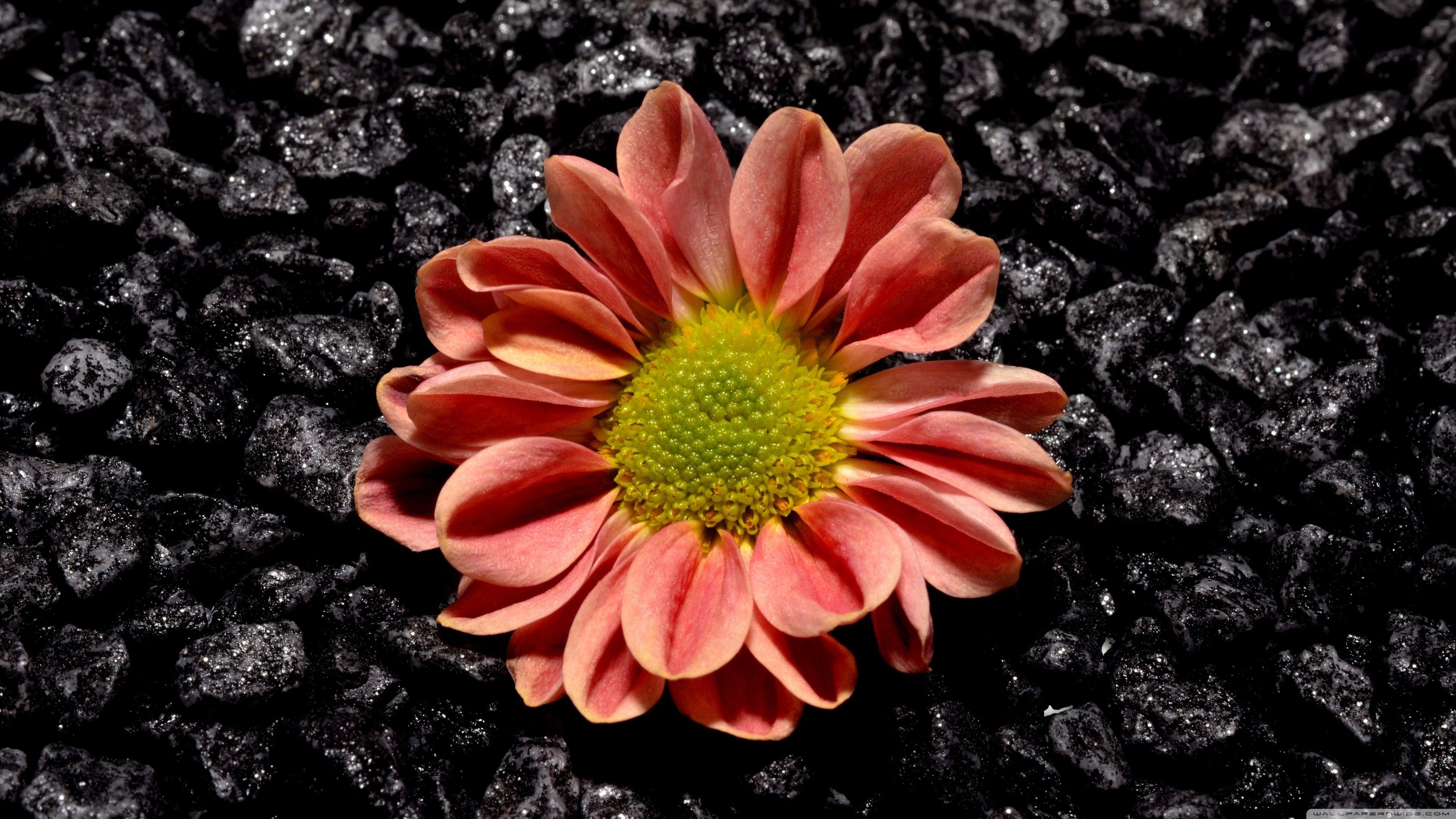 Ultra HD Flower Wallpapers Top Free Ultra HD Flower Backgrounds