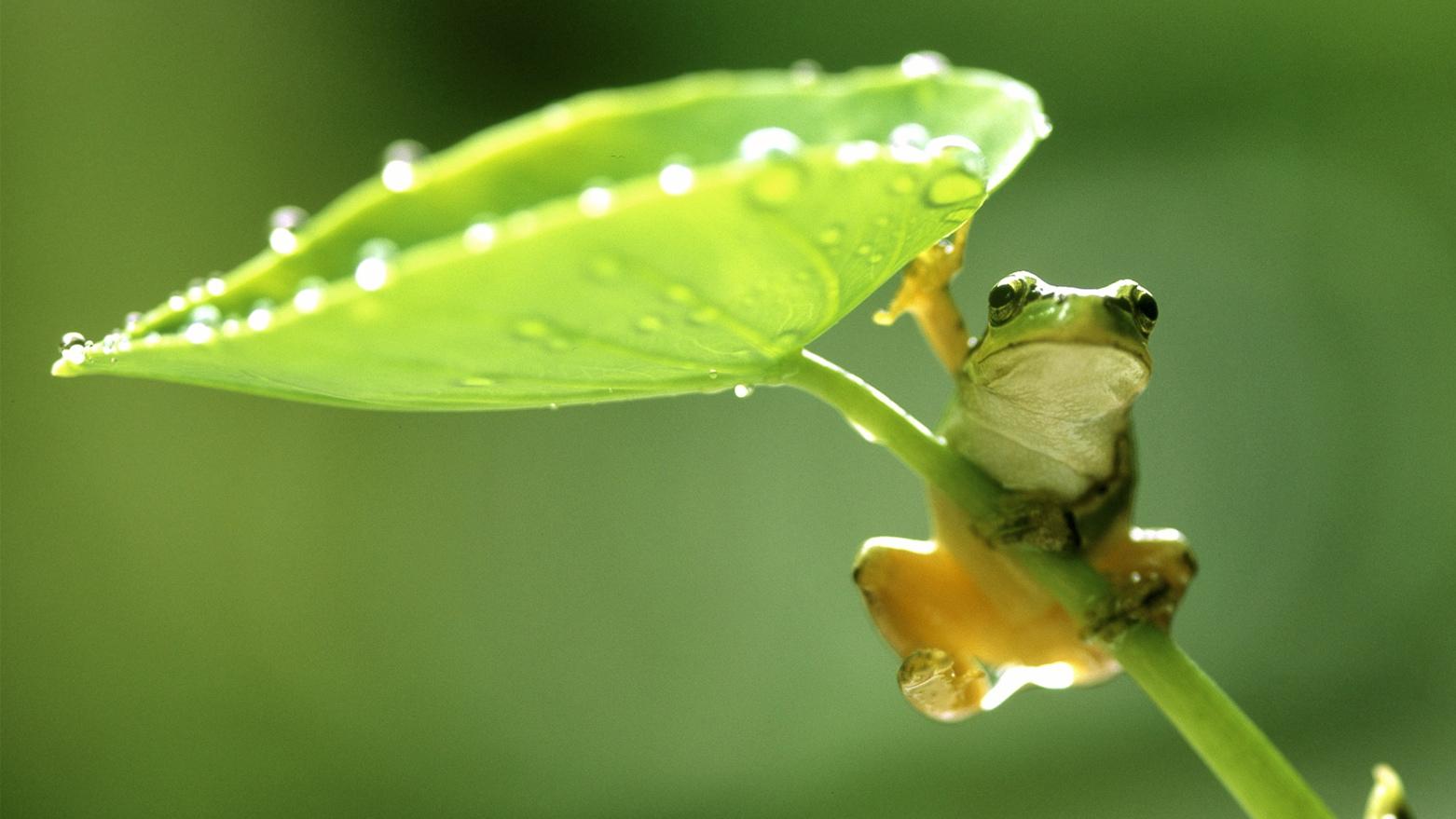 Cute Frog Desktop Wallpapers Top Free Cute Frog Desktop Backgrounds