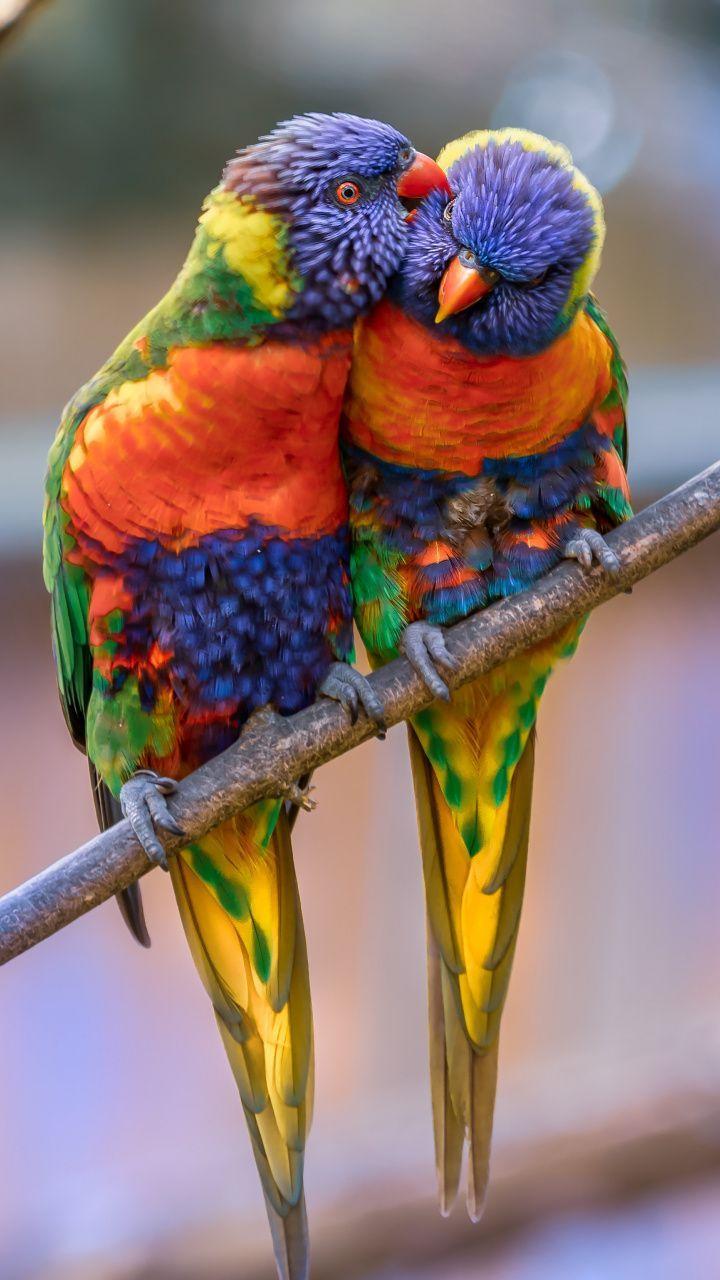 Parrot Phone Wallpapers Top Free Parrot Phone Backgrounds WallpaperAccess