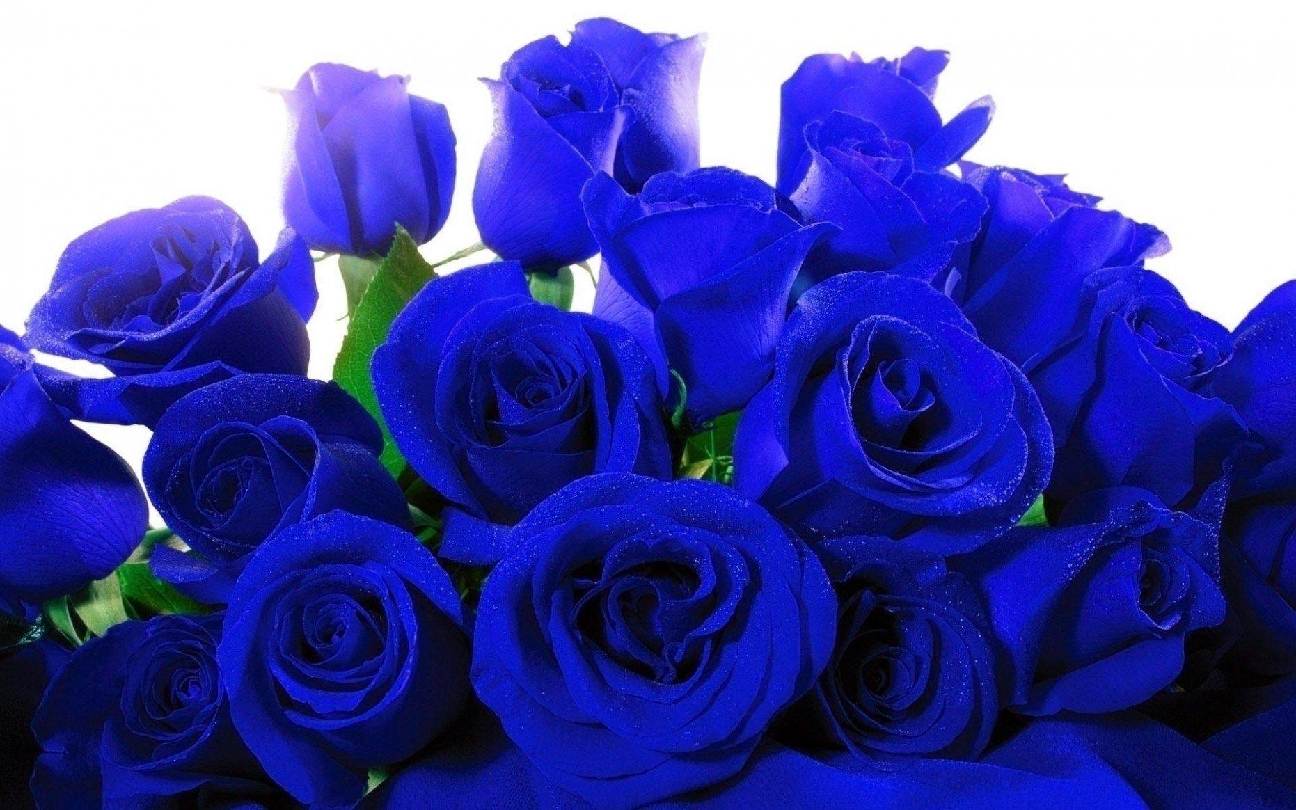 Blue Rose Garden Wallpapers Top Free Blue Rose Garden Backgrounds
