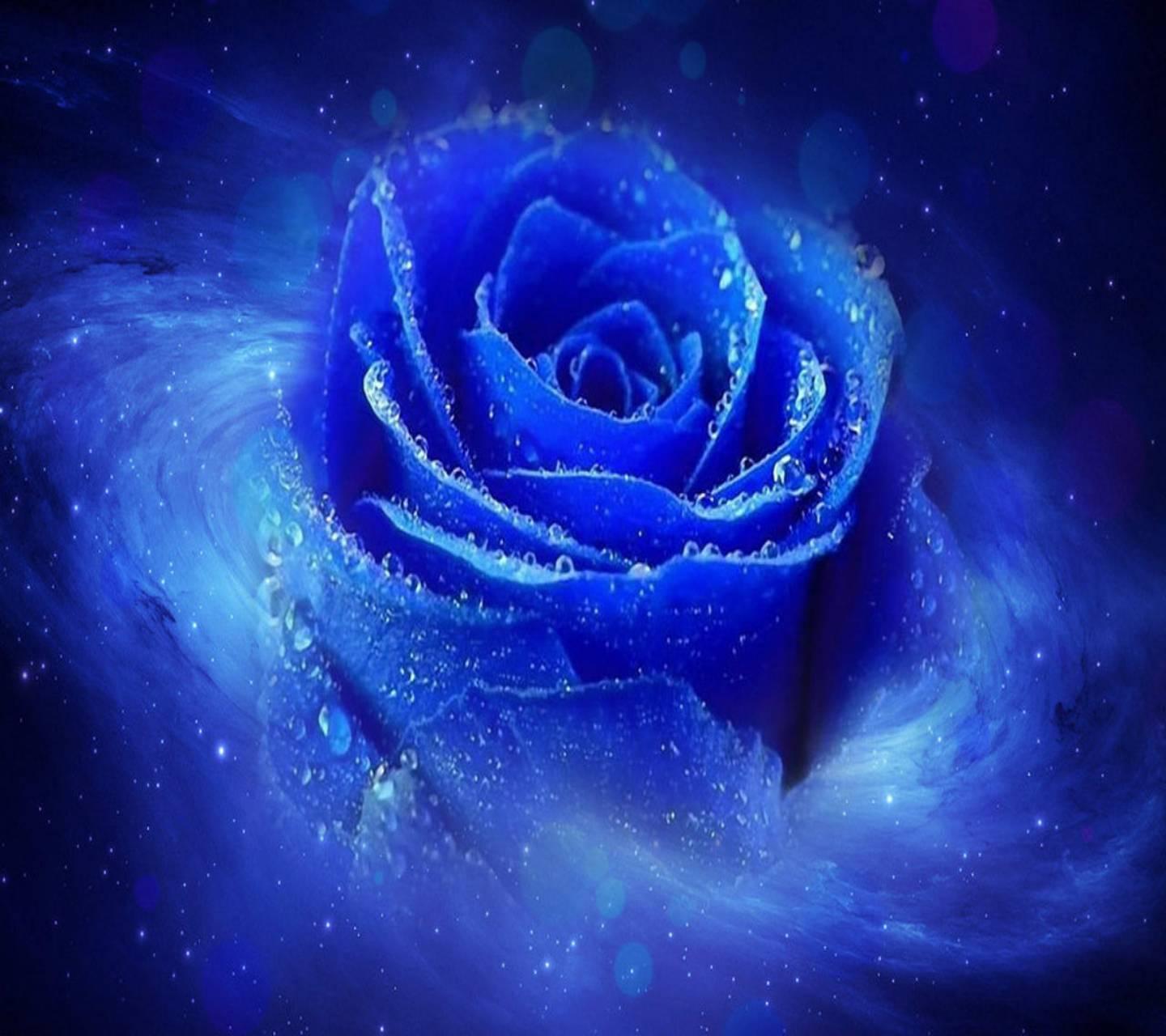 Blue Rose Garden Wallpapers Top Free Blue Rose Garden Backgrounds