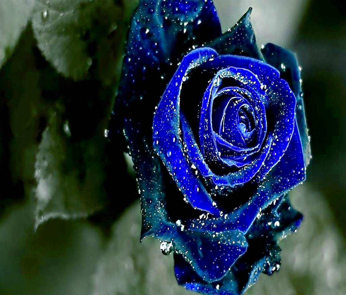 Blue Rose Garden Wallpapers Top Free Blue Rose Garden Backgrounds