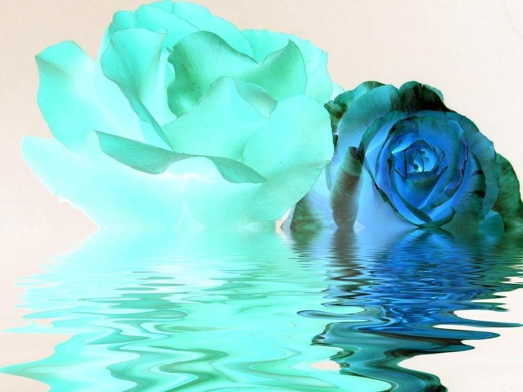 Blue Rose Garden Wallpapers Top Free Blue Rose Garden Backgrounds