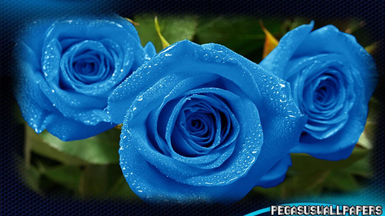Blue Rose Garden Wallpapers Top Free Blue Rose Garden Backgrounds
