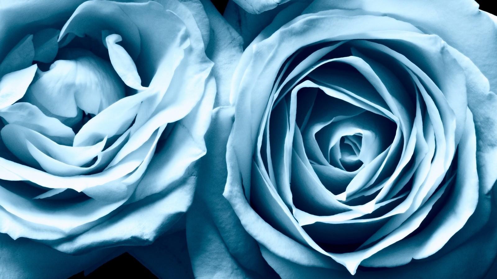 Blue Rose Garden Wallpapers Top Free Blue Rose Garden Backgrounds
