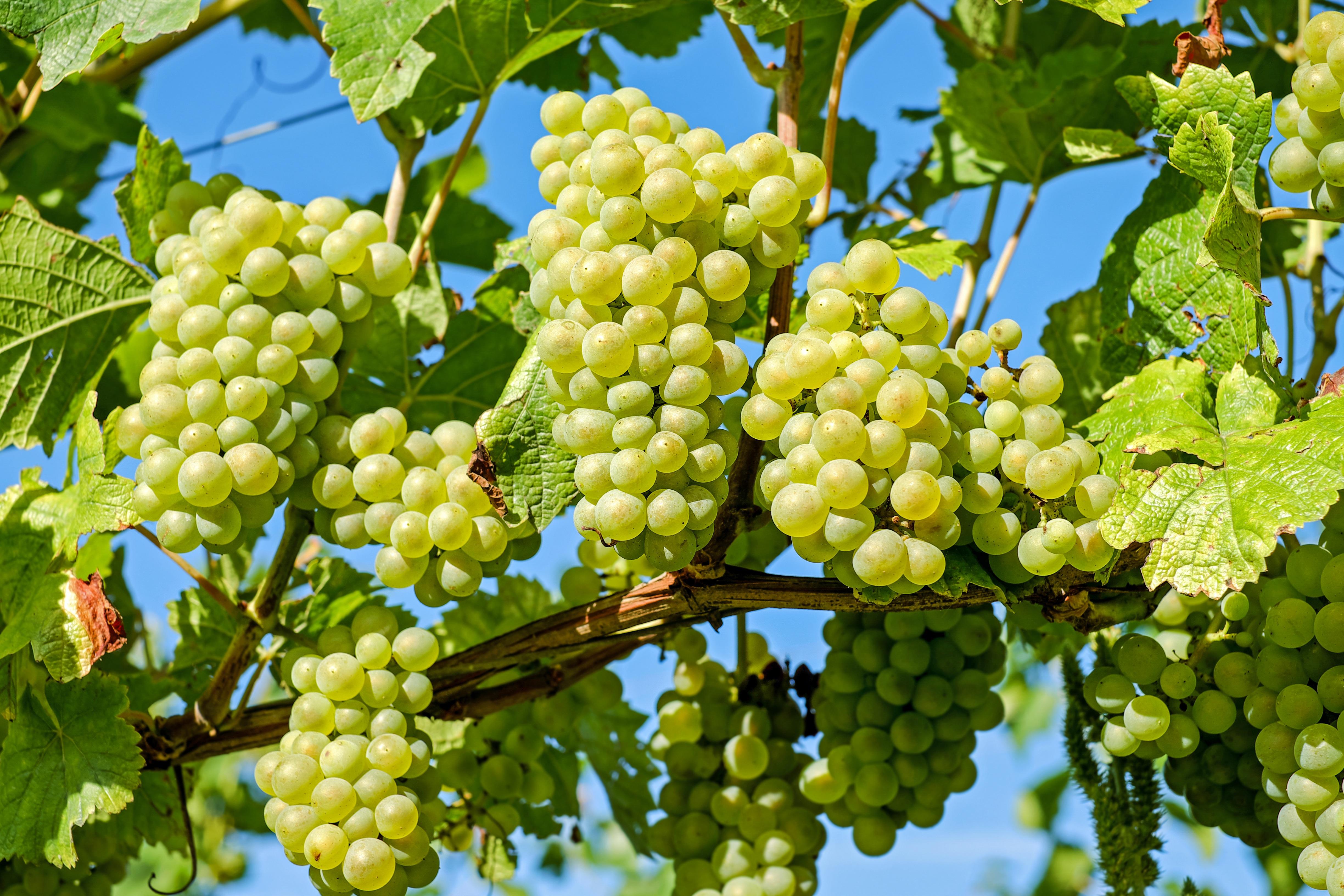 Grape Vine Wallpapers Top Free Grape Vine Backgrounds WallpaperAccess