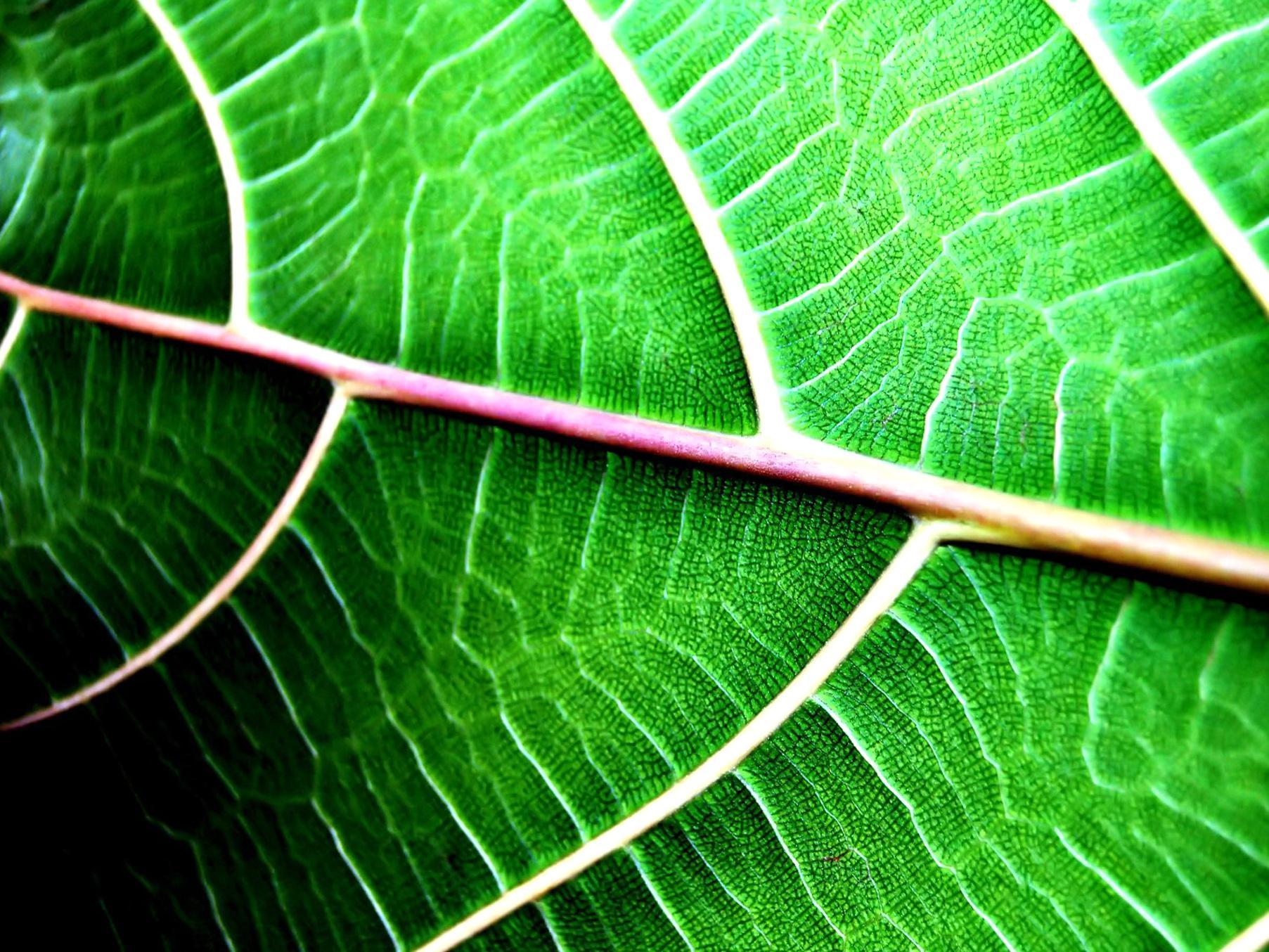 Cool Leaf Wallpapers Top Free Cool Leaf Backgrounds WallpaperAccess
