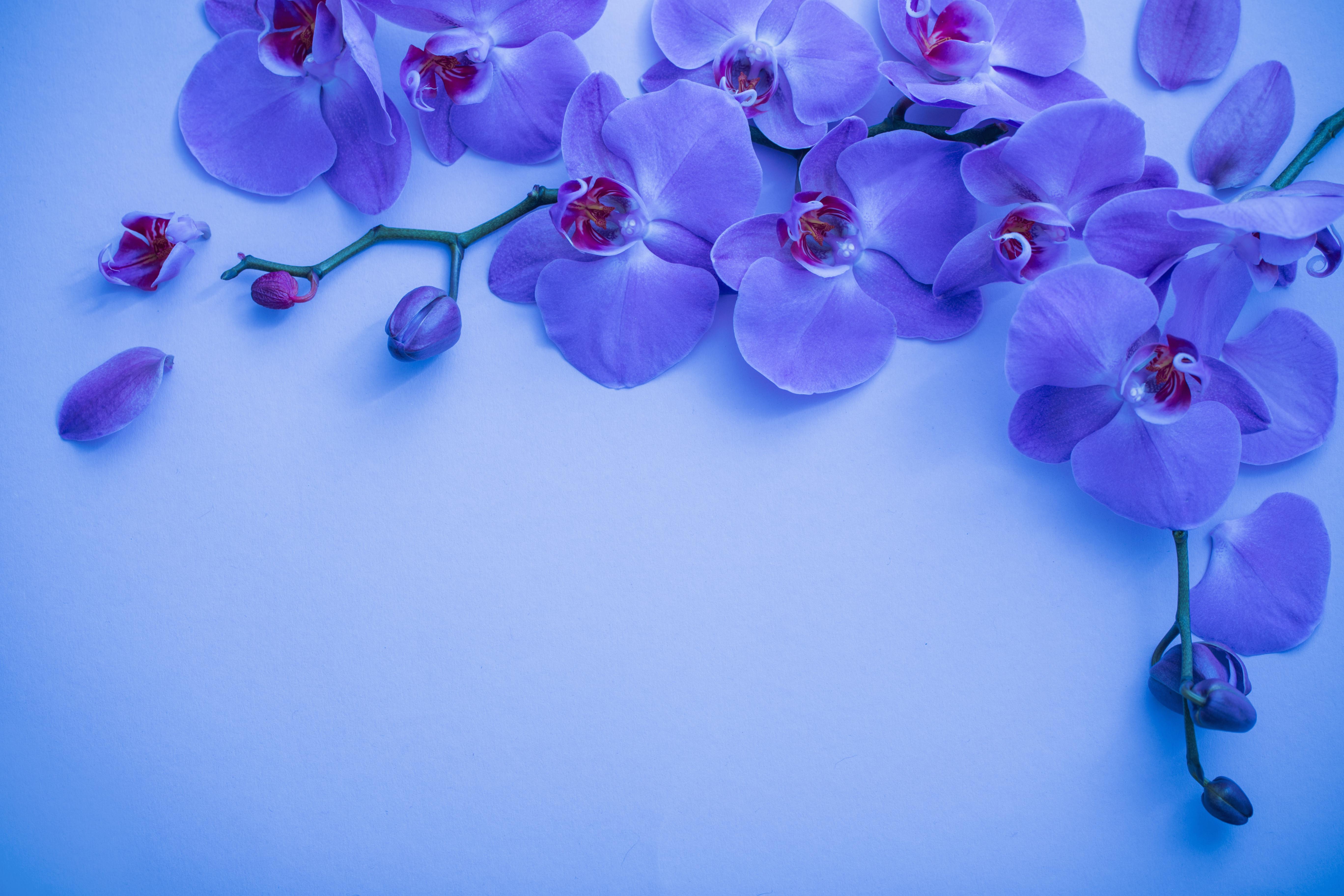 Purple Orchid Flowers Wallpapers Top Free Purple Orchid Flowers