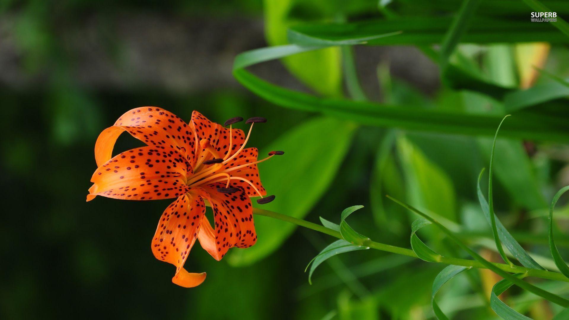 Tiger Lily Wallpapers Top Free Tiger Lily Backgrounds WallpaperAccess