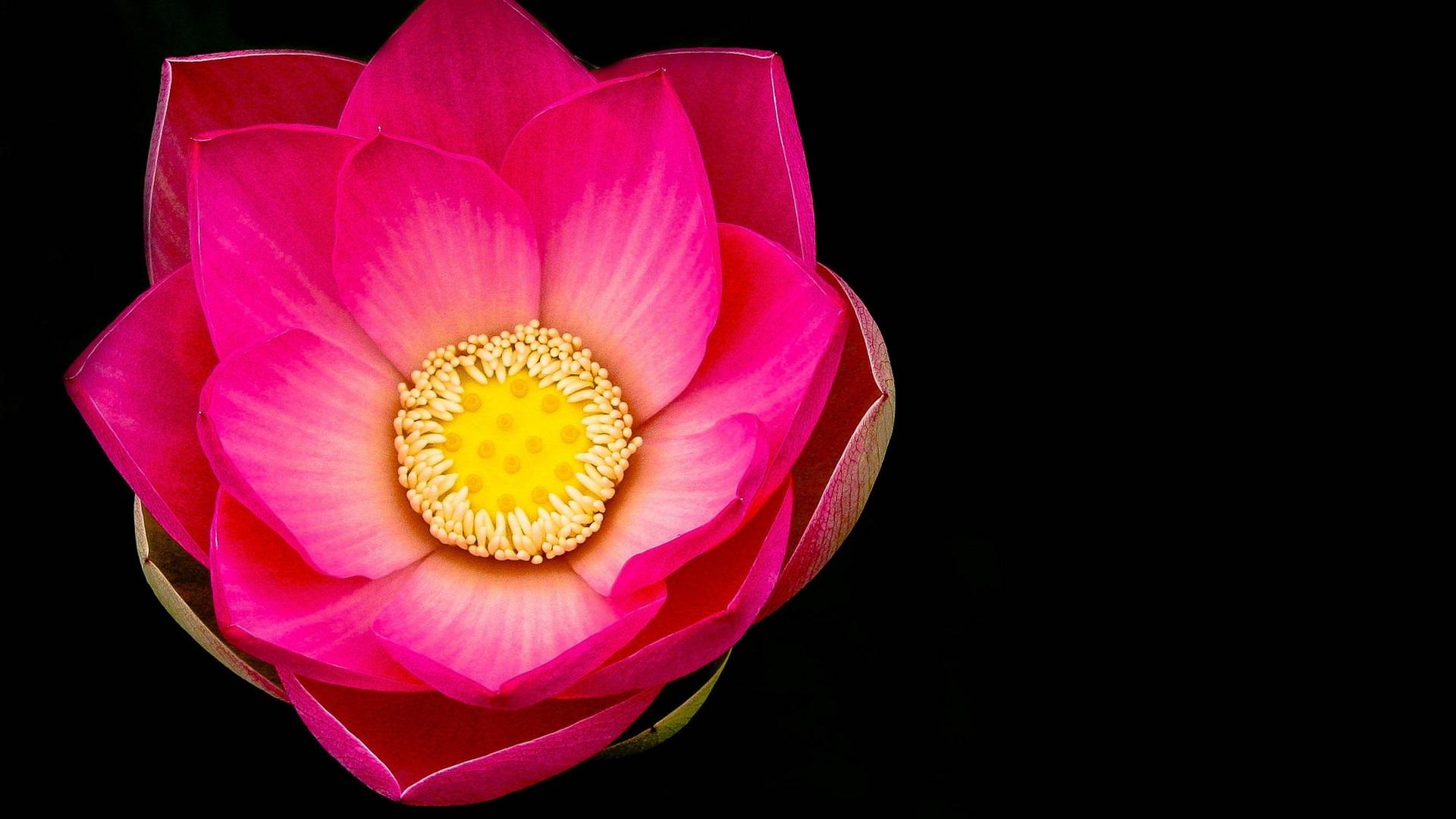 Black Lotus Flower Wallpapers Top Free Black Lotus Flower Backgrounds