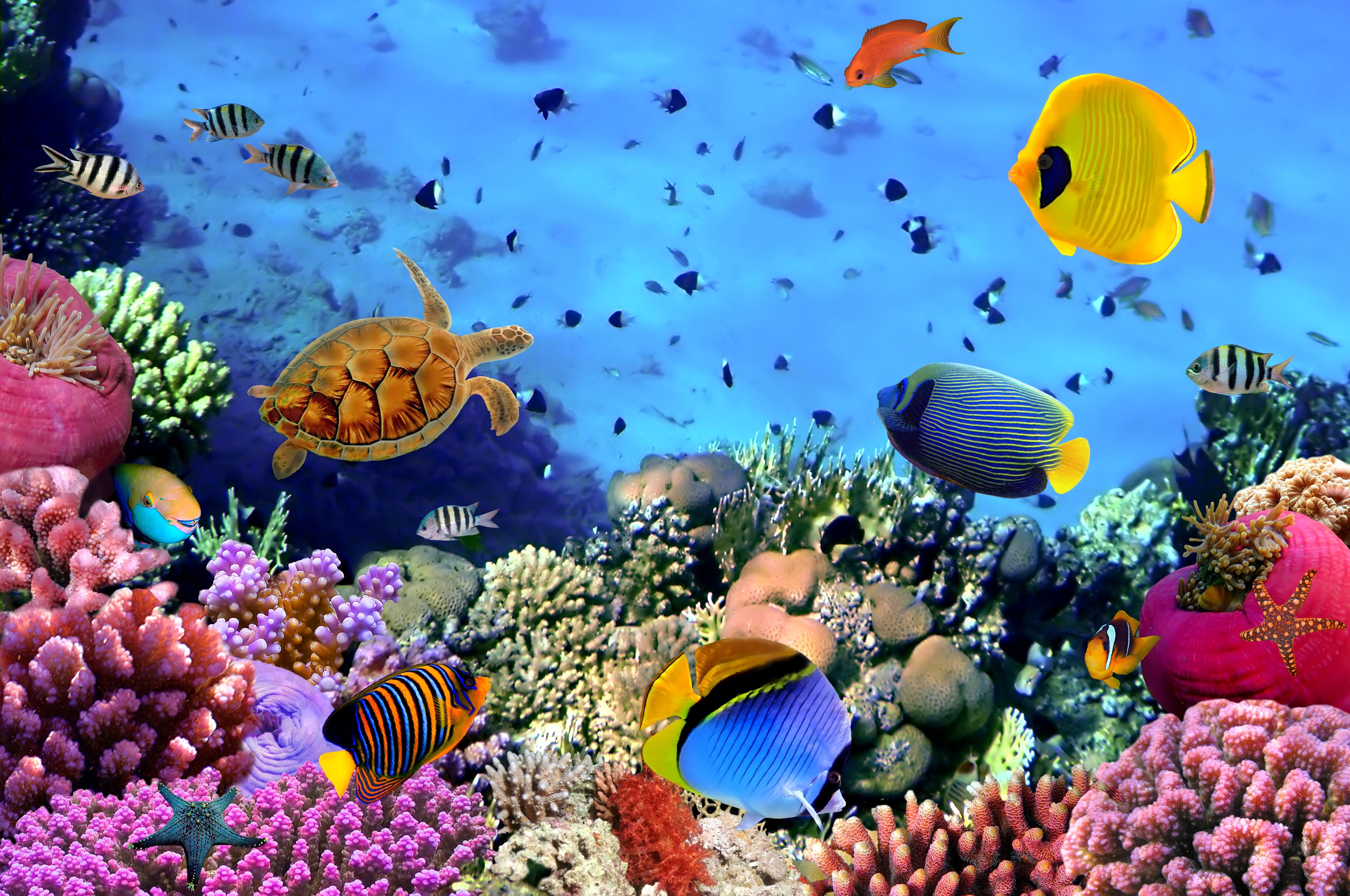Under Sea HD Wallpapers Top Free Under Sea HD Backgrounds WallpaperAccess