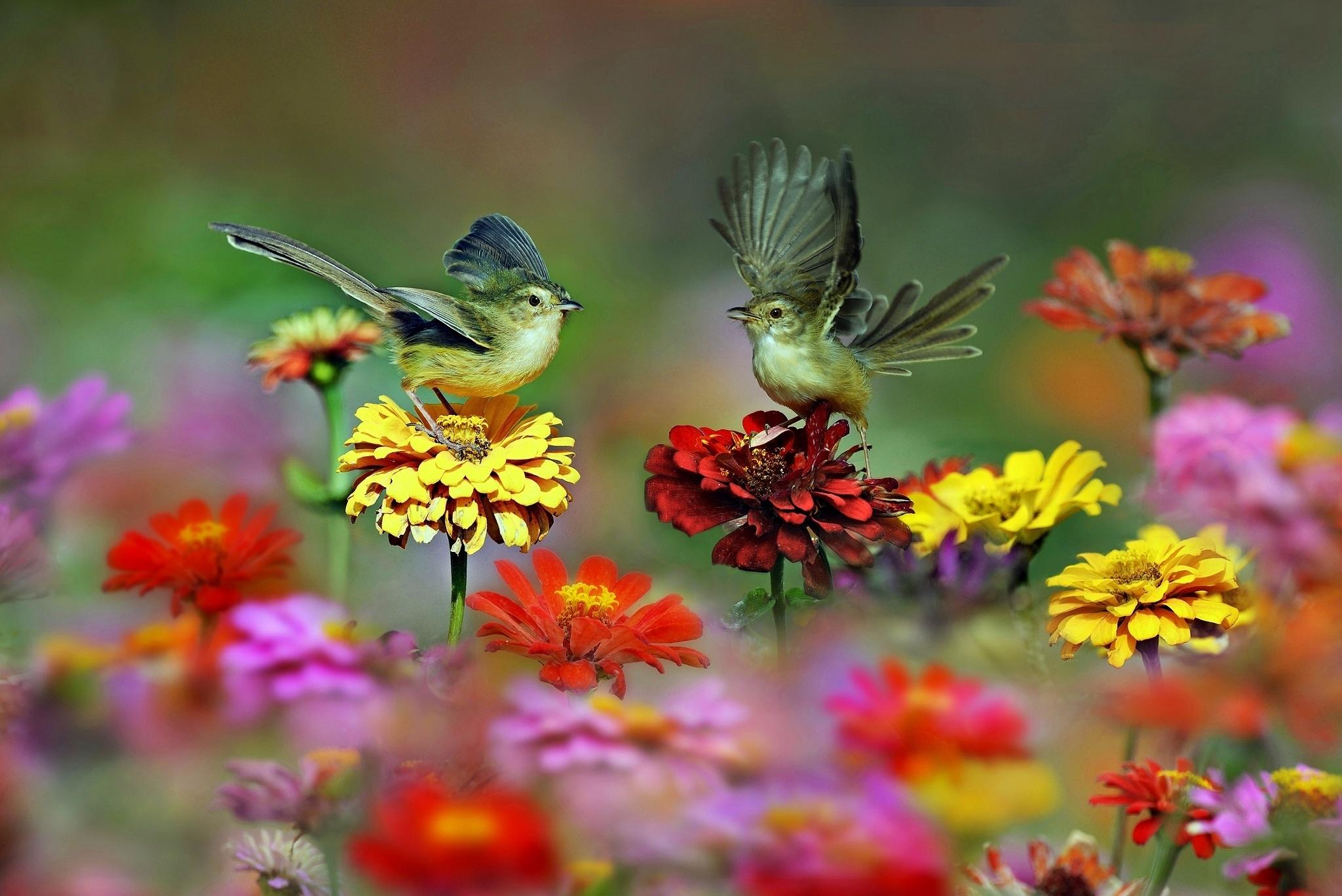 Birds Flowers Nature Wallpapers Top Free Birds Flowers Nature