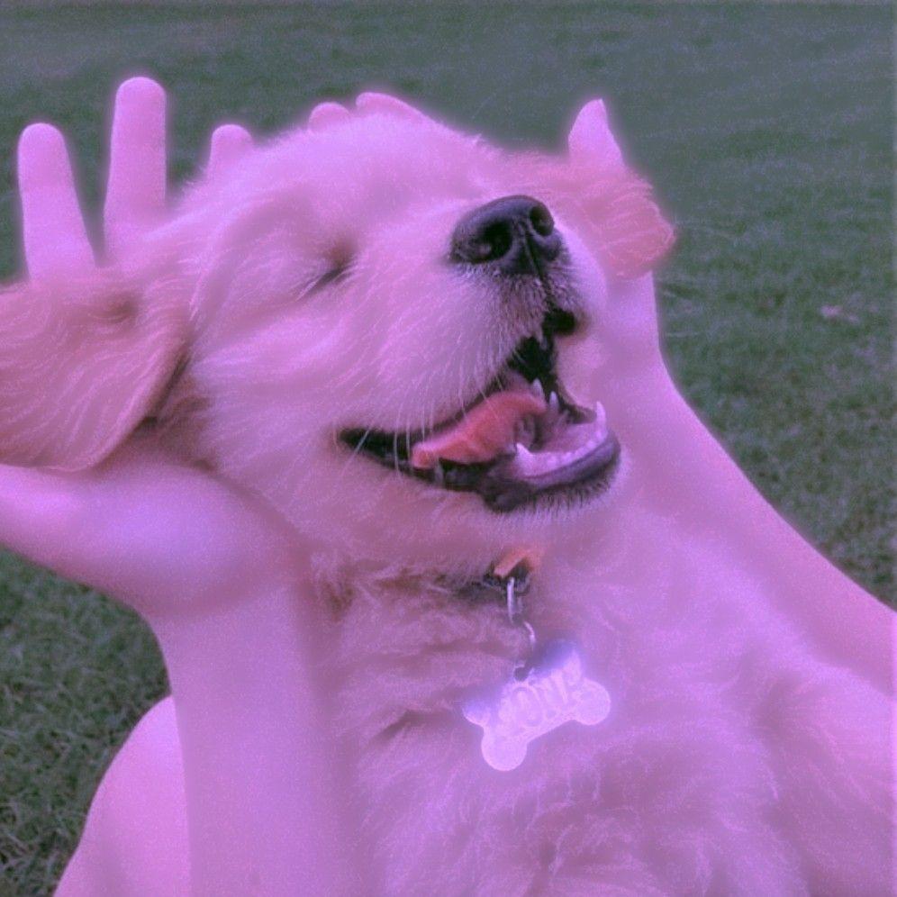 Pink Dogs Wallpapers Top Free Pink Dogs Backgrounds WallpaperAccess