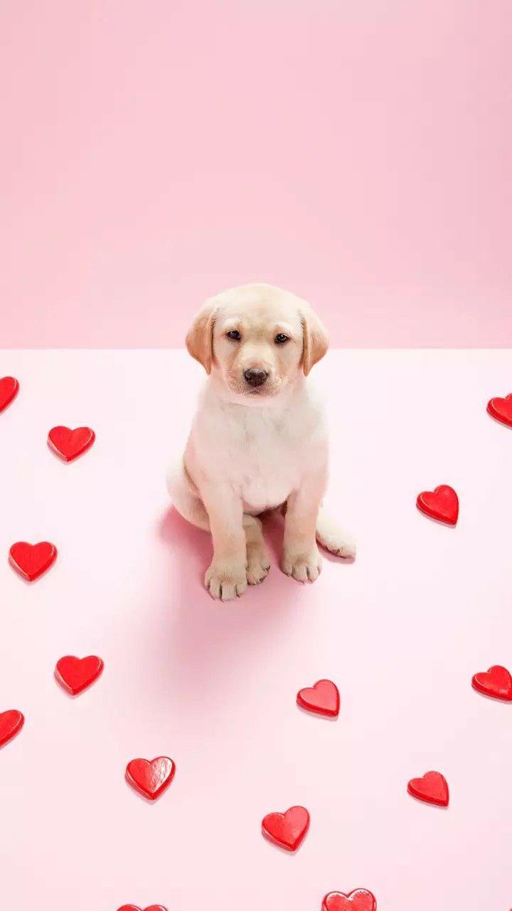 Pink Dogs Wallpapers Top Free Pink Dogs Backgrounds WallpaperAccess