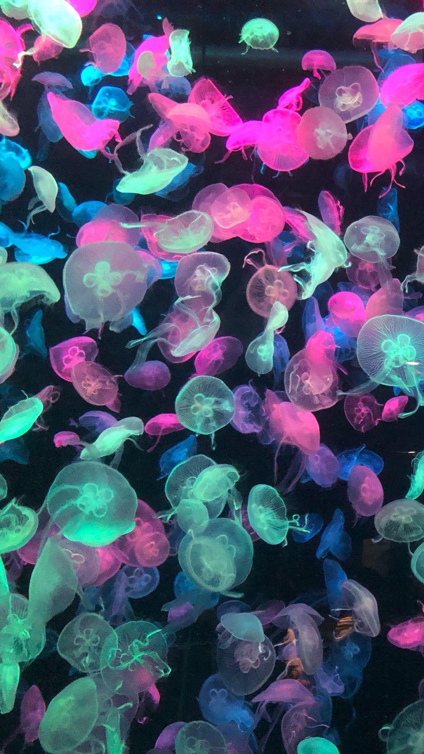 Jellyfish Aesthetic Wallpapers Top Free Jellyfish Aesthetic
