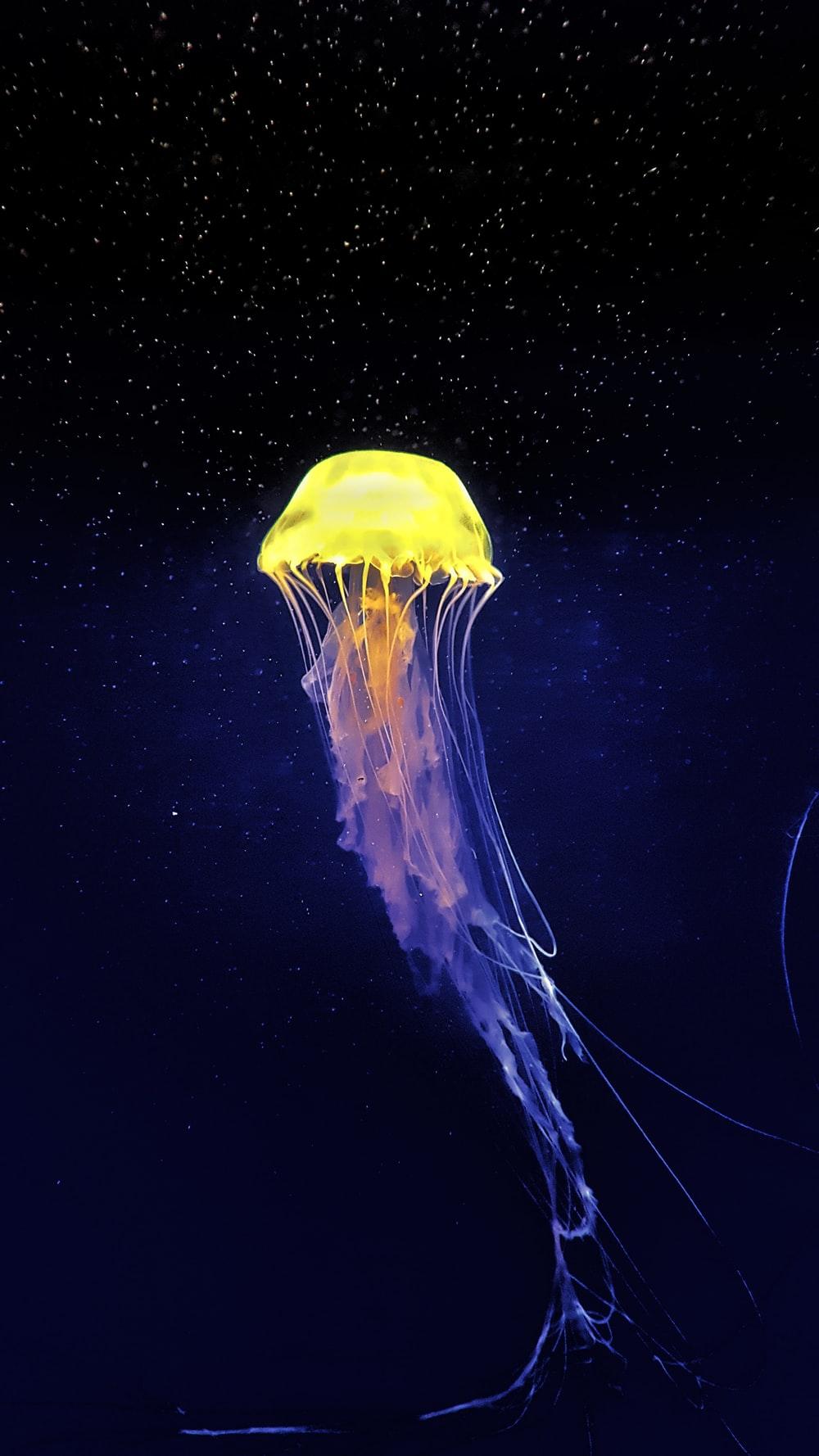 Jellyfish Aesthetic Wallpapers Top Free Jellyfish Aesthetic
