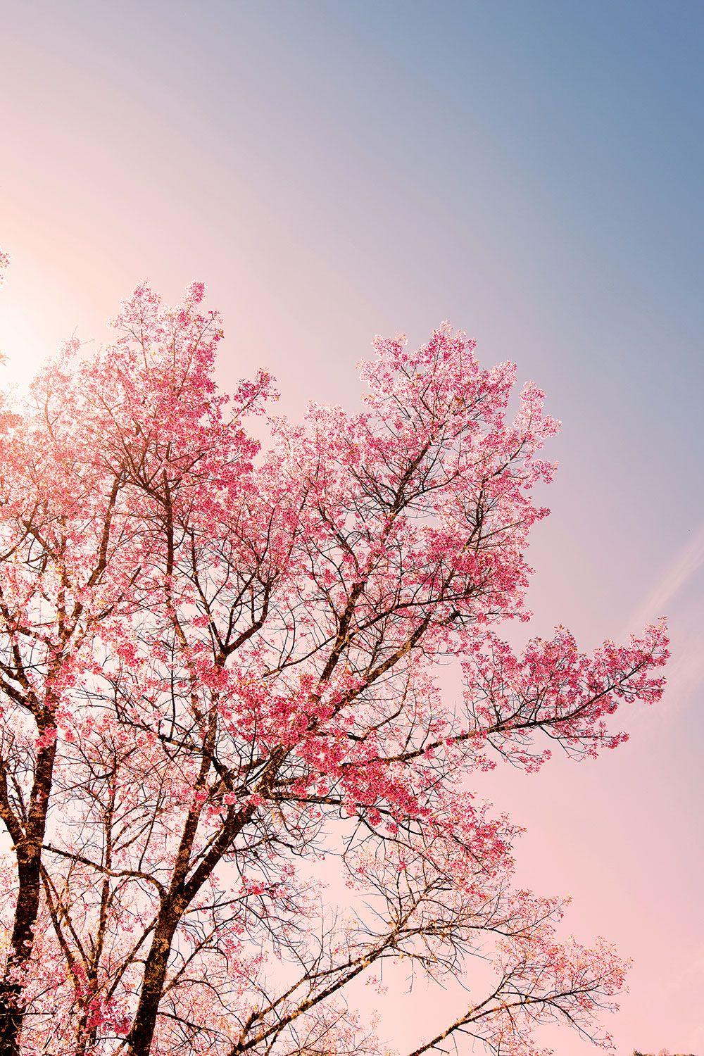 Pink Tree Wallpapers Top Free Pink Tree Backgrounds WallpaperAccess