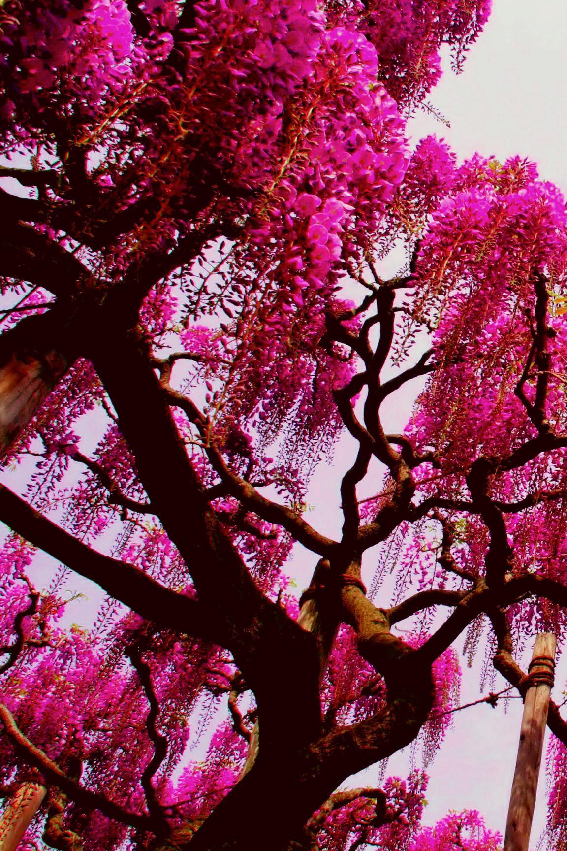 Pink Tree Wallpapers Top Free Pink Tree Backgrounds WallpaperAccess
