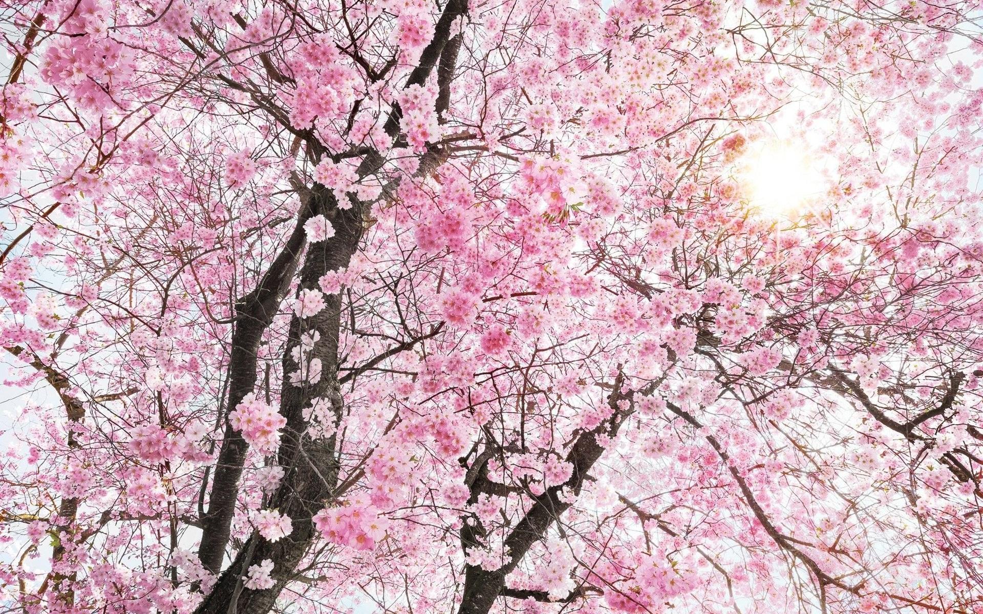 Pink Tree Wallpapers Top Free Pink Tree Backgrounds WallpaperAccess