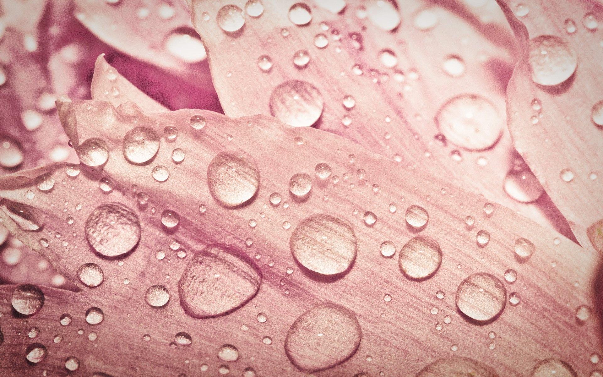 Pink Rain Wallpapers Top Free Pink Rain Backgrounds WallpaperAccess