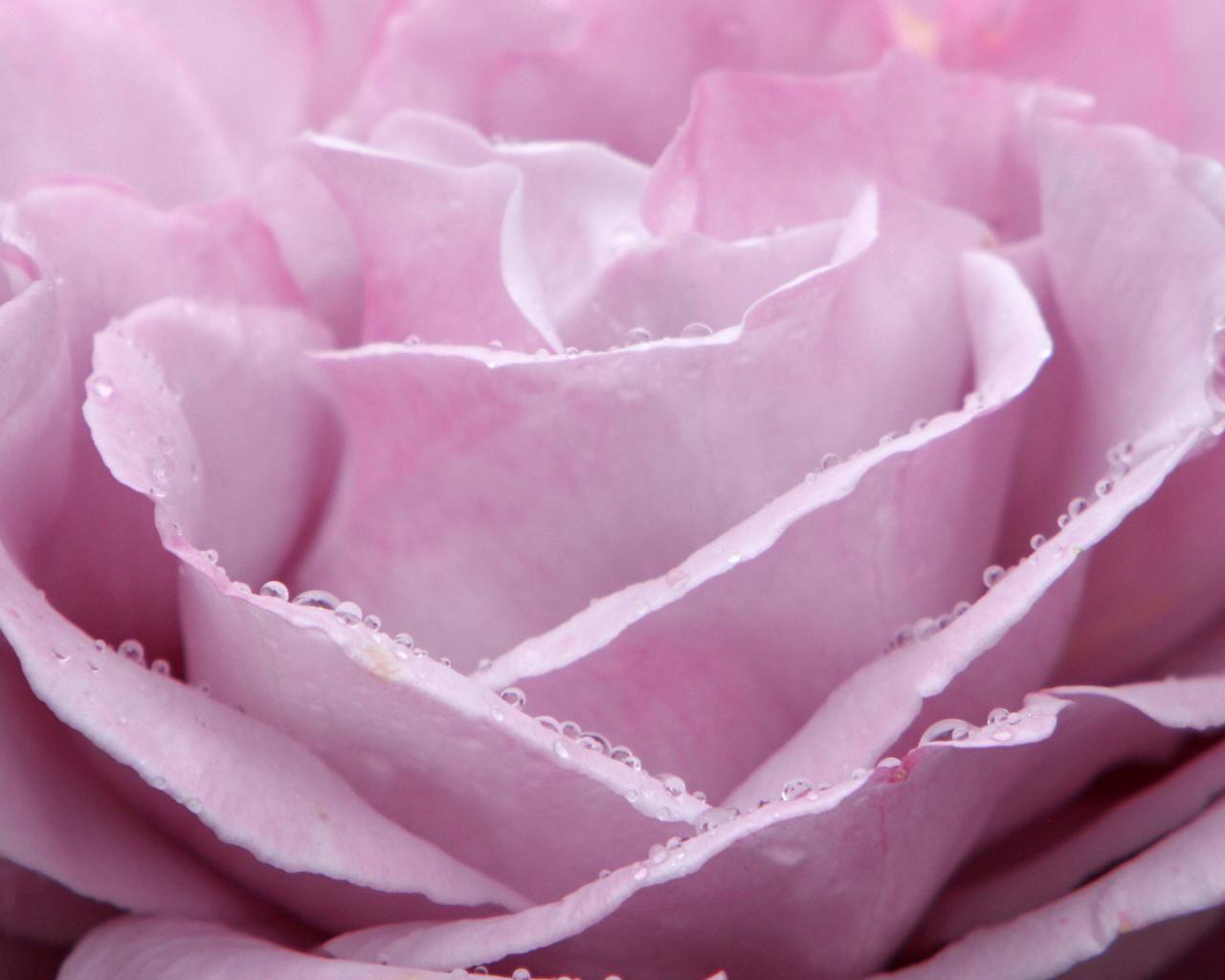 Pink Rain Wallpapers Top Free Pink Rain Backgrounds WallpaperAccess