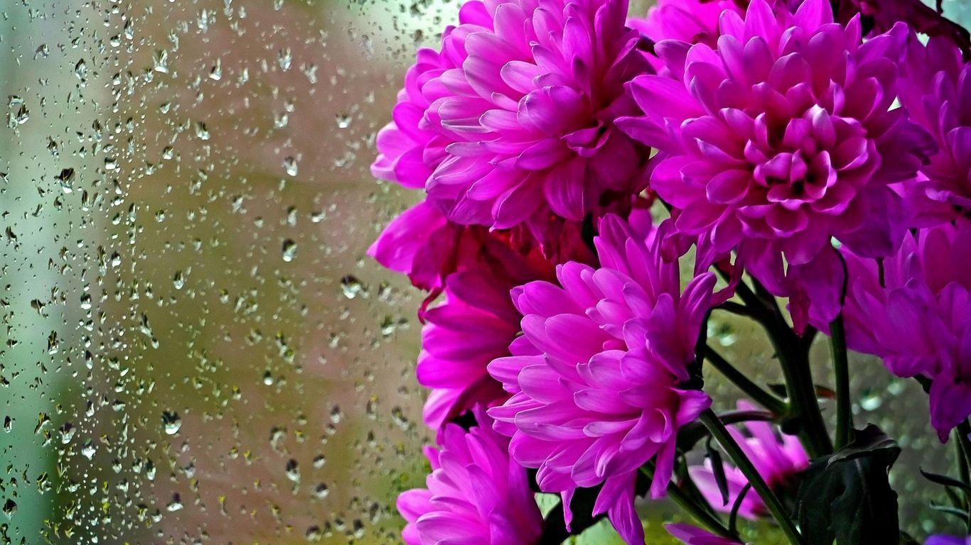 Pink Rain Wallpapers Top Free Pink Rain Backgrounds WallpaperAccess