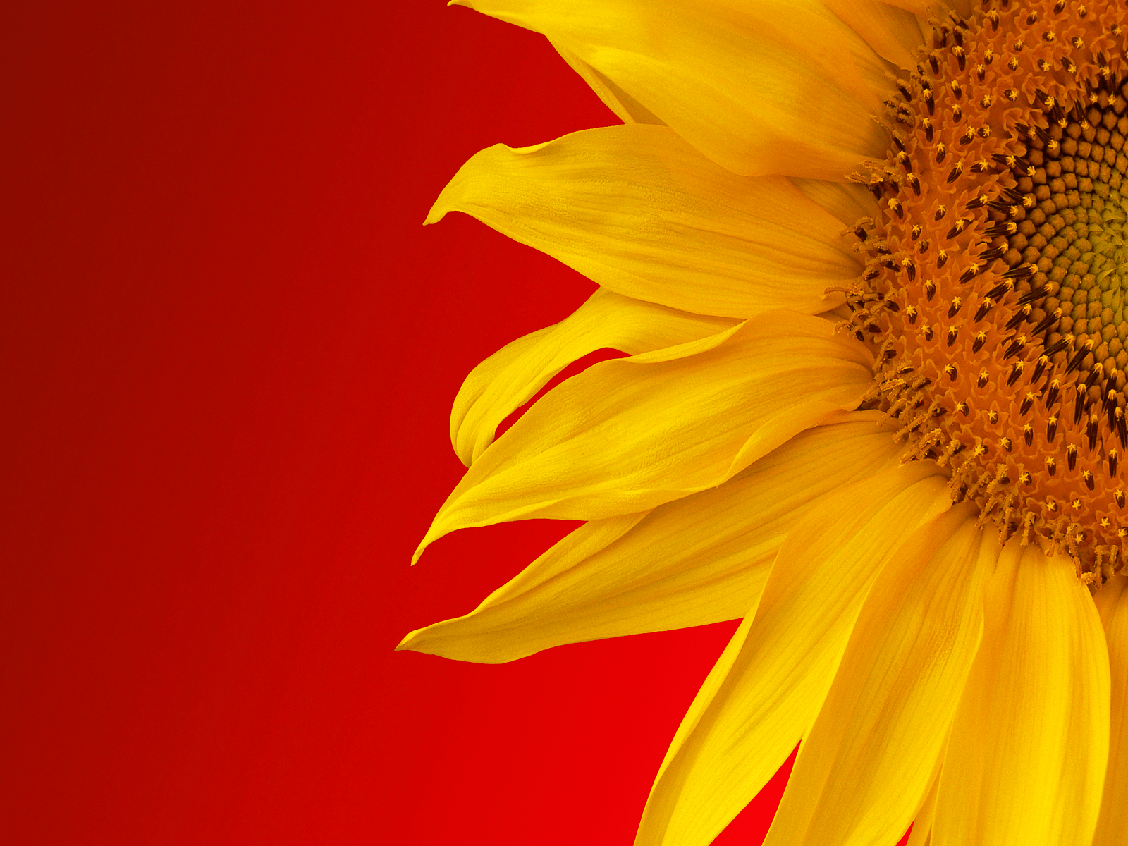 Red and Yellow Sunflower Wallpapers Top Free Red and Yellow Sunflower