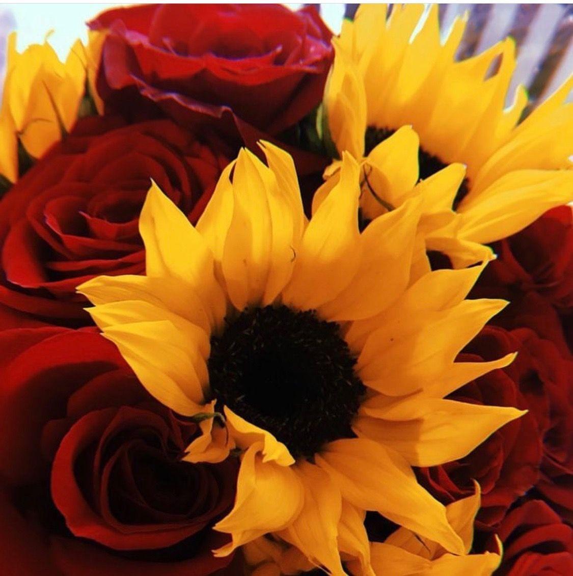 Red and Yellow Sunflower Wallpapers Top Free Red and Yellow Sunflower