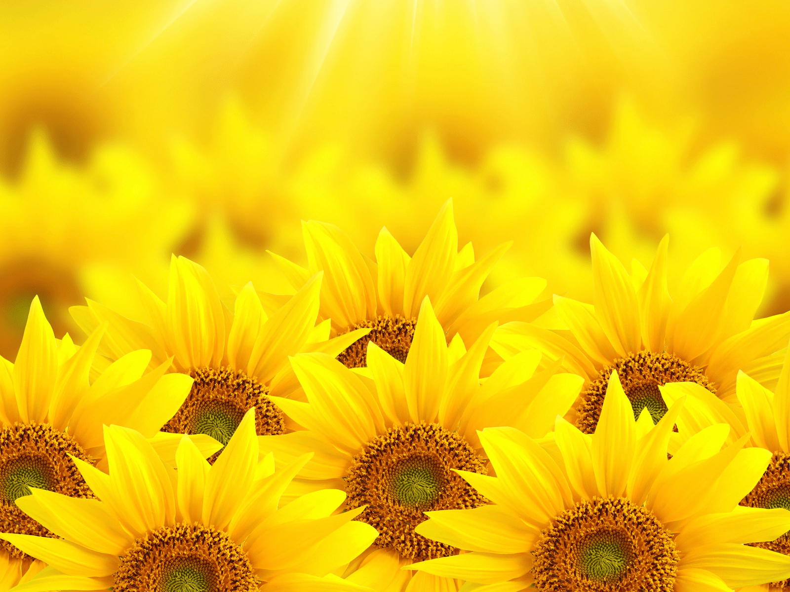 Red and Yellow Sunflower Wallpapers Top Free Red and Yellow Sunflower