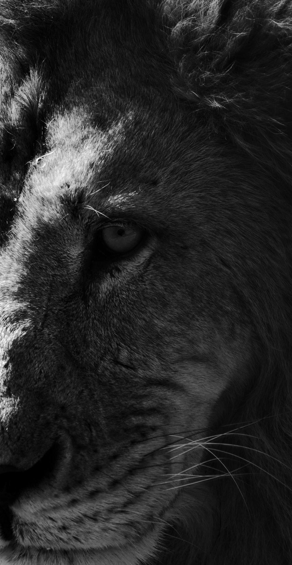 Lion Eyes Desktop Wallpapers Top Free Lion Eyes Desktop Backgrounds