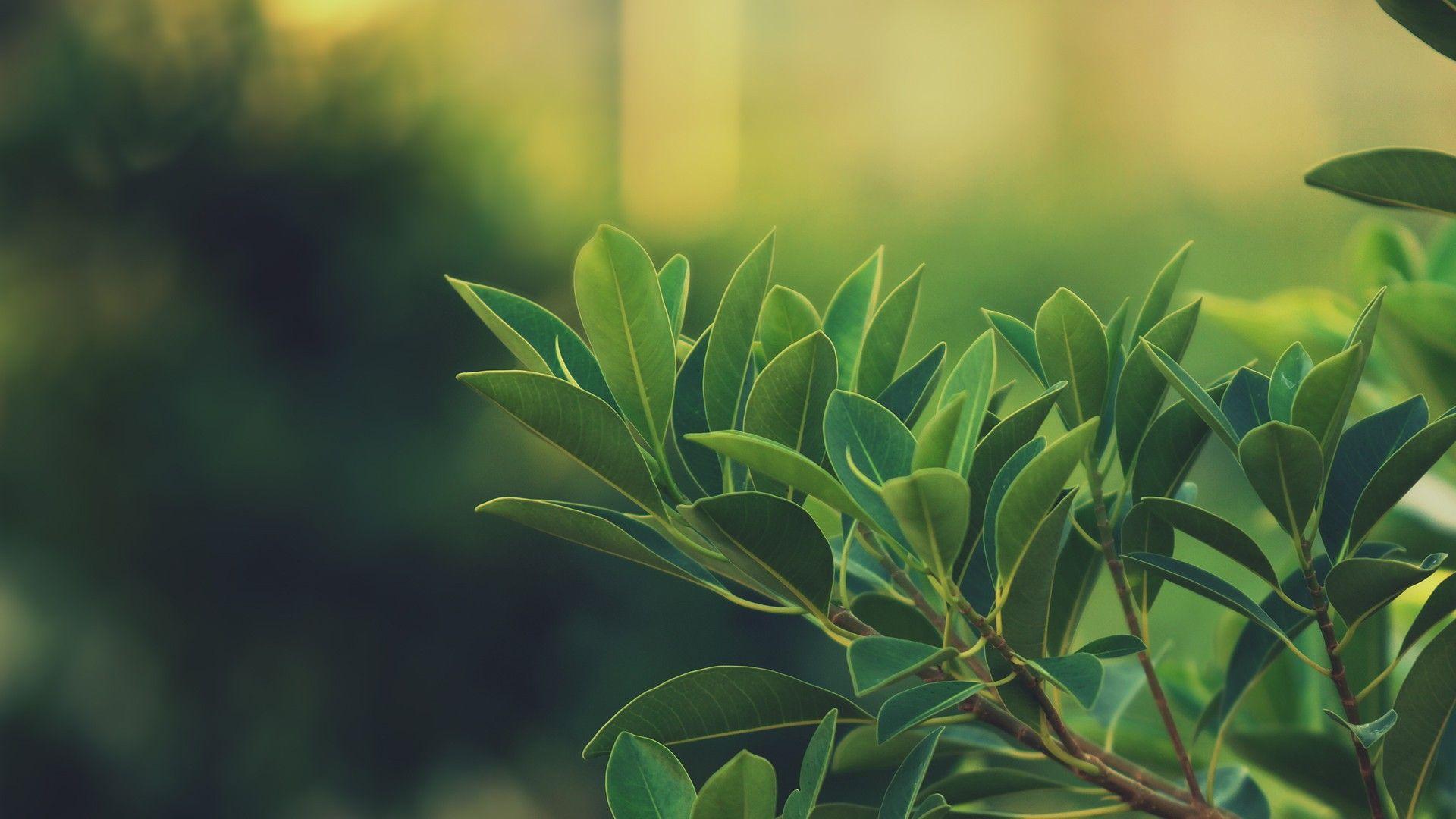 Plant Aesthetic Laptop Wallpapers Top Free Plant Aesthetic Laptop