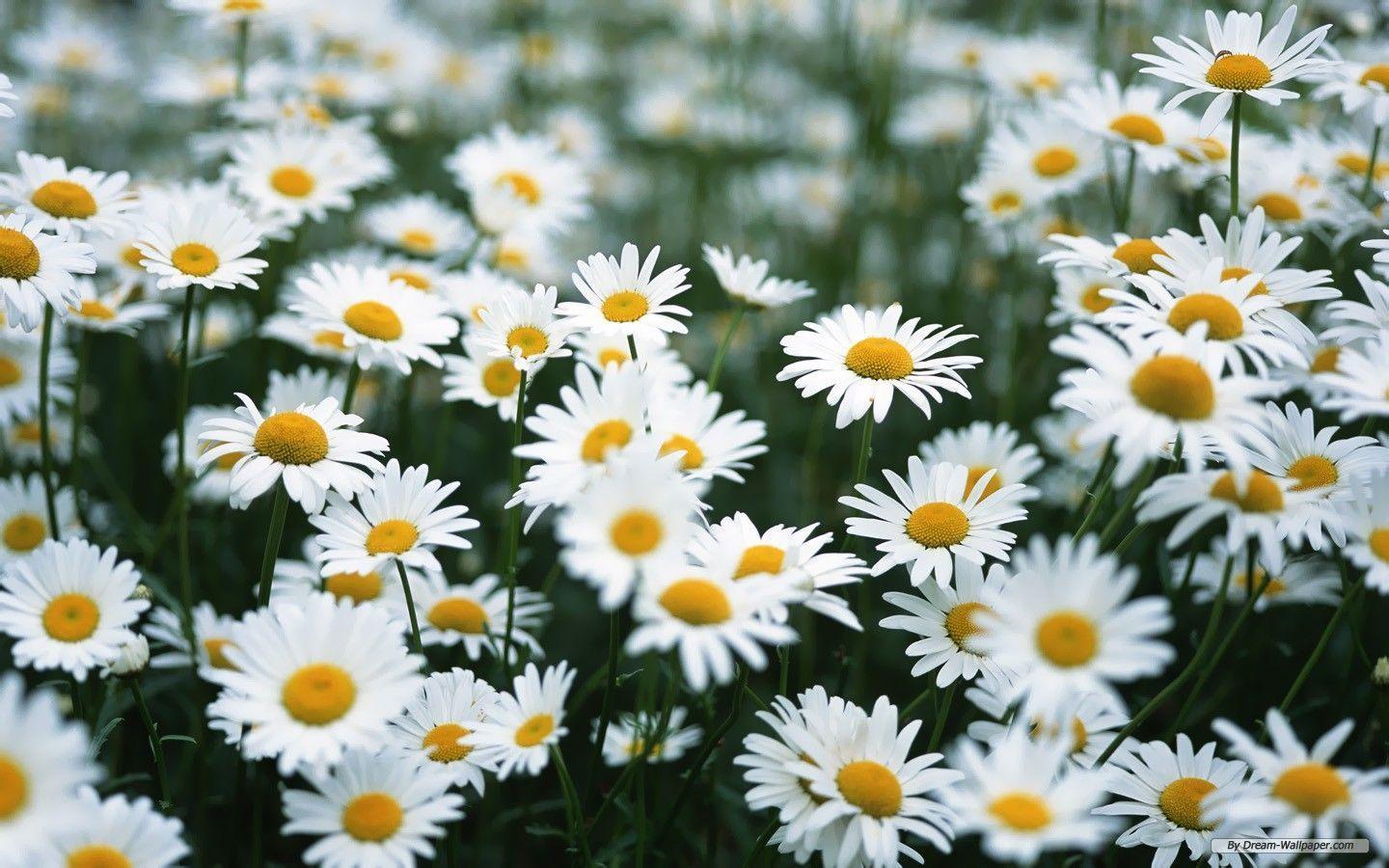 Daisy Aesthetic Wallpapers Top Free Daisy Aesthetic Backgrounds