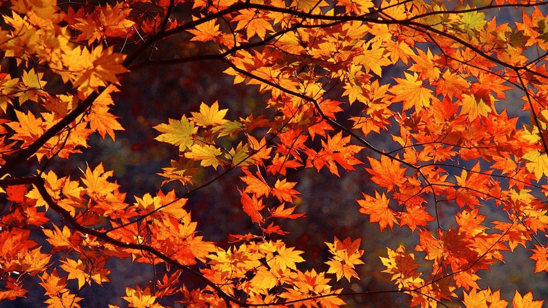 Pinterest Fall Desktop Wallpapers Top Free Pinterest Fall Desktop