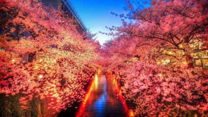Cherry japan blossoms tokyo blossom wallpaper 4k wallpapers japanese backgrounds full wallpaperaccess top Queen want be free