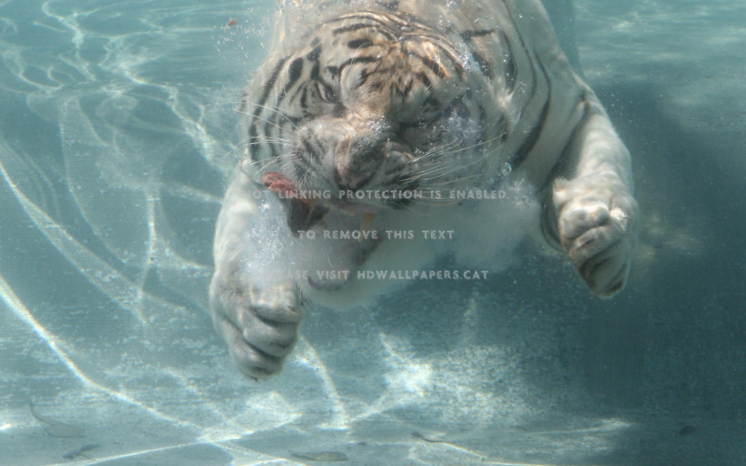 Tiger Underwater Wallpapers Top Free Tiger Underwater Backgrounds