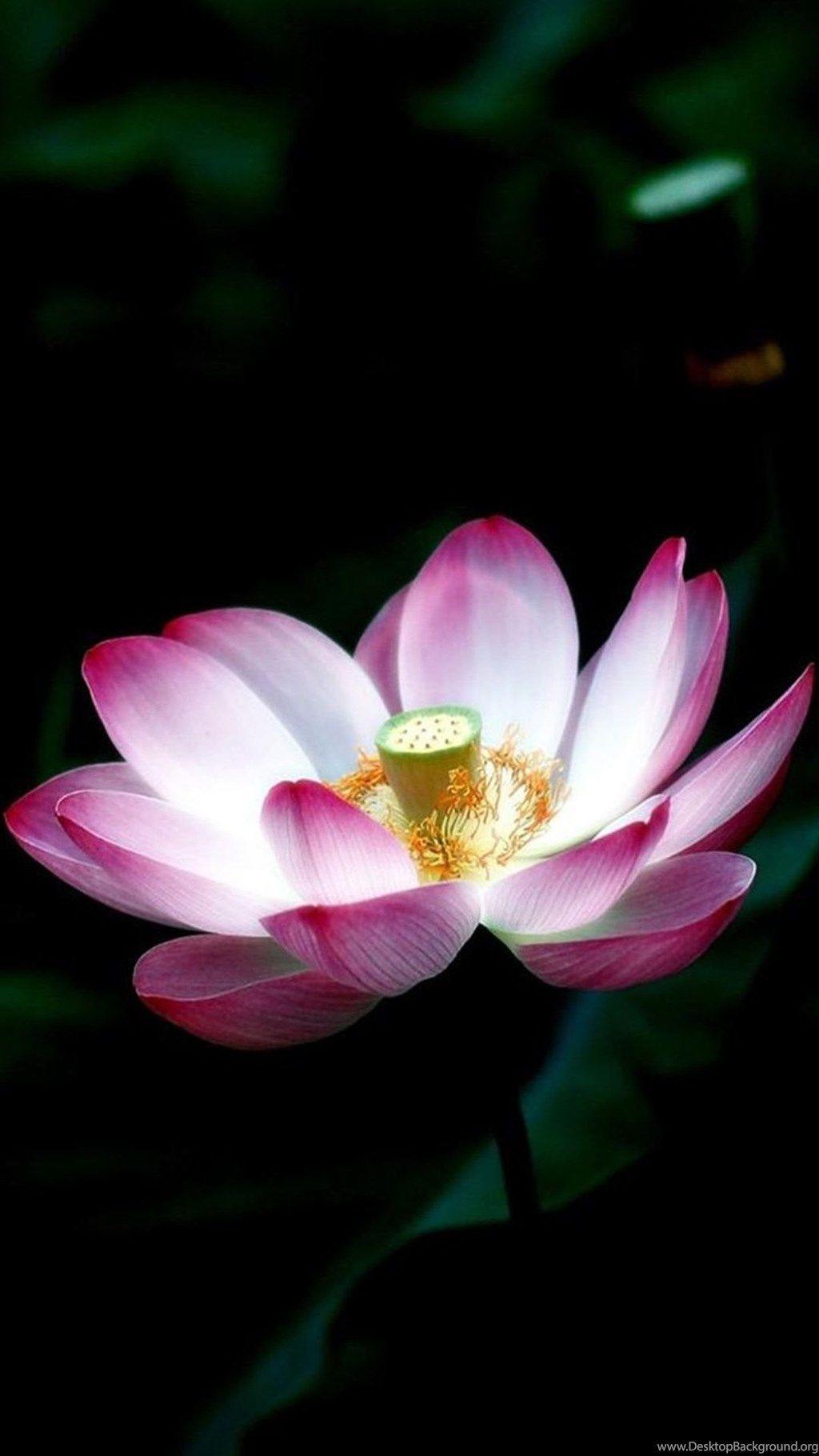 iPhone Lotus Wallpapers Top Free iPhone Lotus Backgrounds