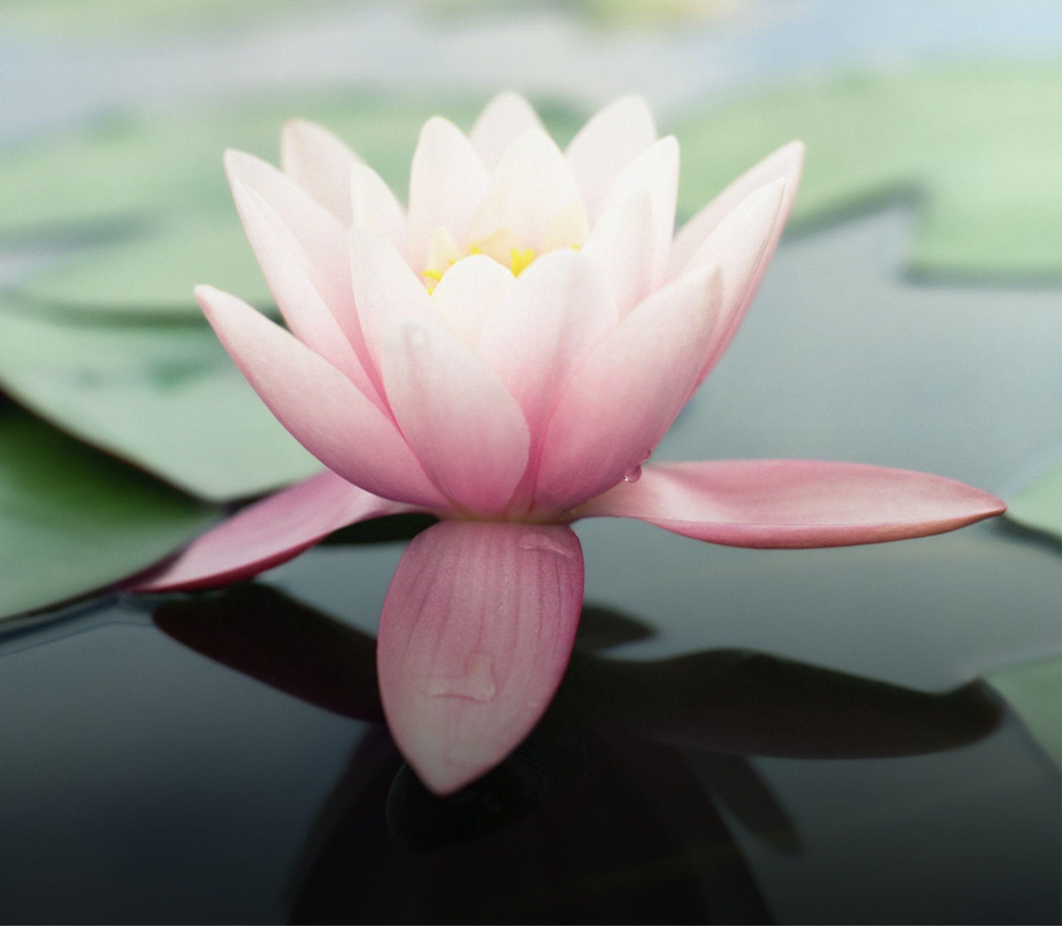 Lotus iPad Wallpapers Top Free Lotus iPad Backgrounds WallpaperAccess