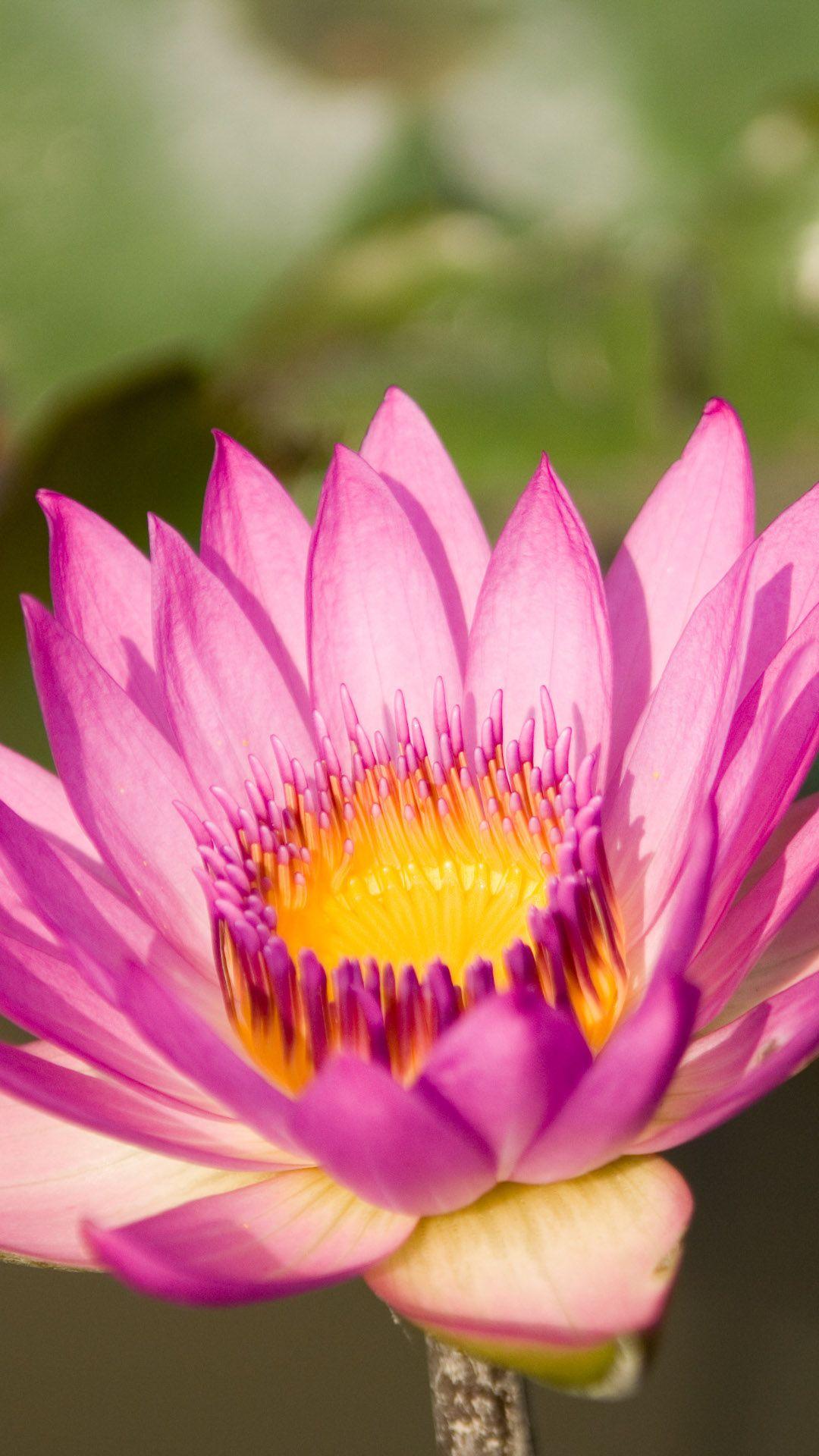 iPhone Lotus Wallpapers Top Free iPhone Lotus Backgrounds