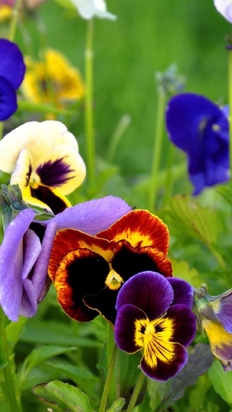 Pansies Wallpapers Top Free Pansies Backgrounds WallpaperAccess