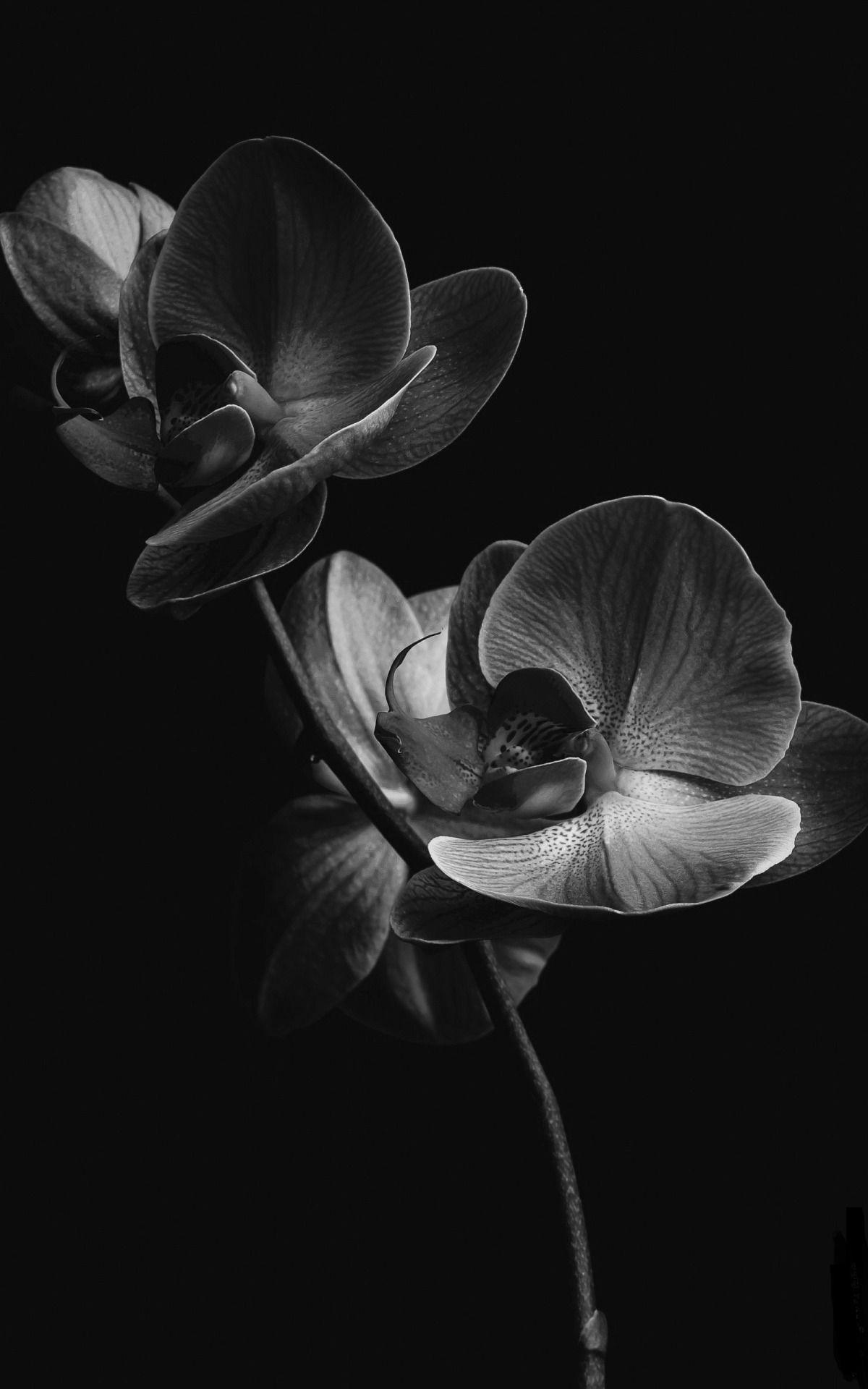 Black and White Orchid Wallpapers Top Free Black and White Orchid