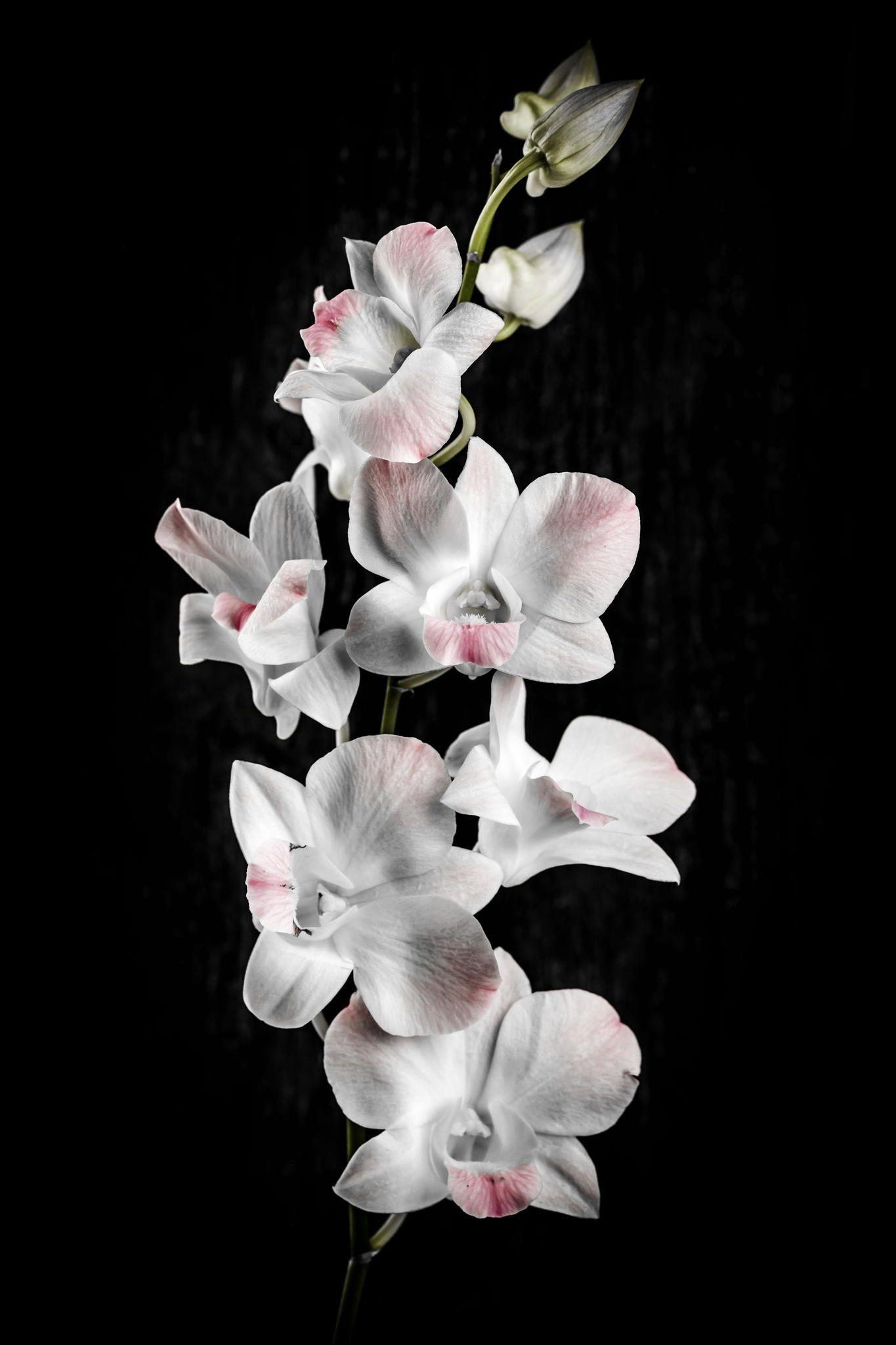 Black and White Orchid Wallpapers Top Free Black and White Orchid