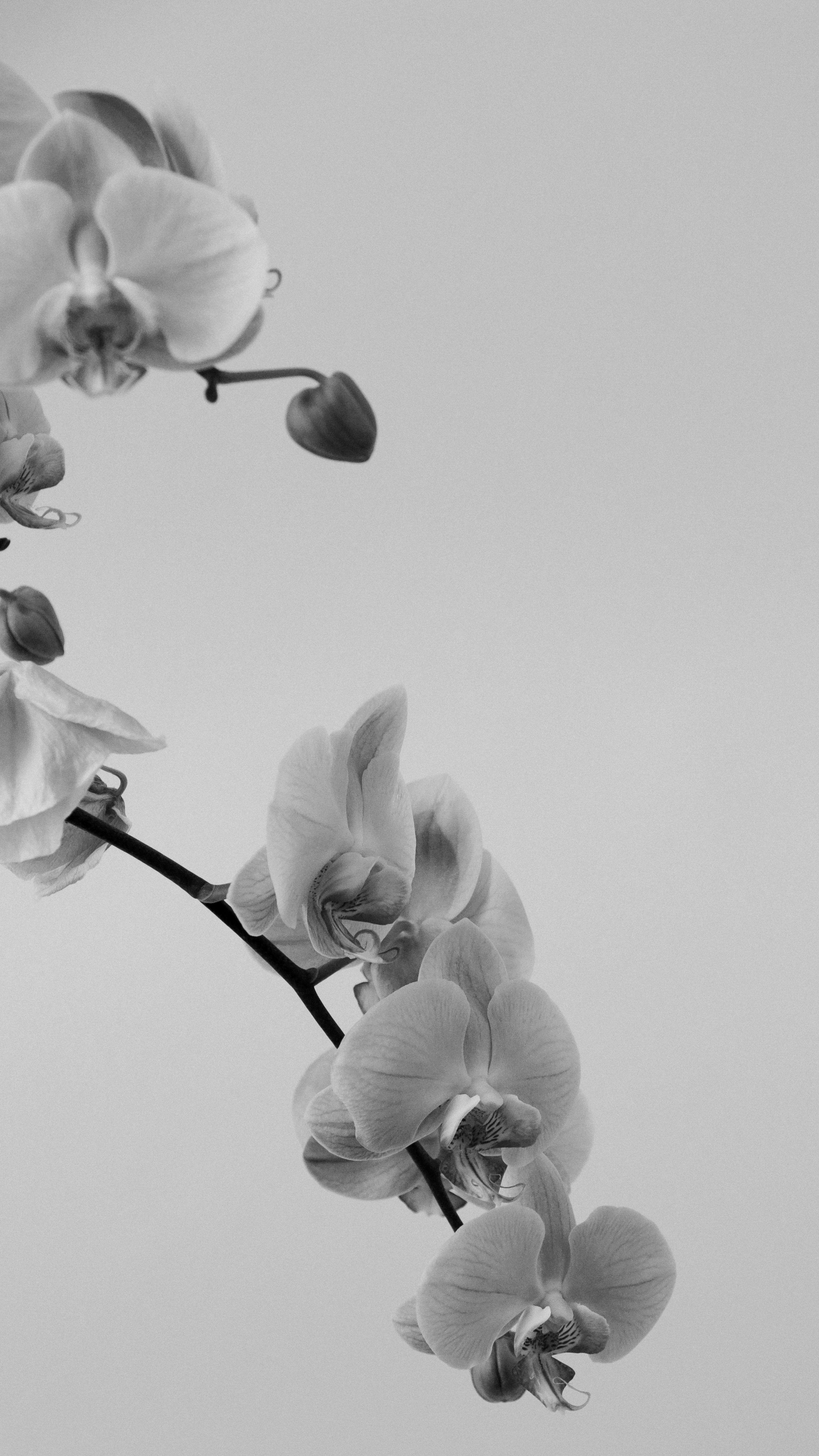 Black and White Orchid Wallpapers Top Free Black and White Orchid
