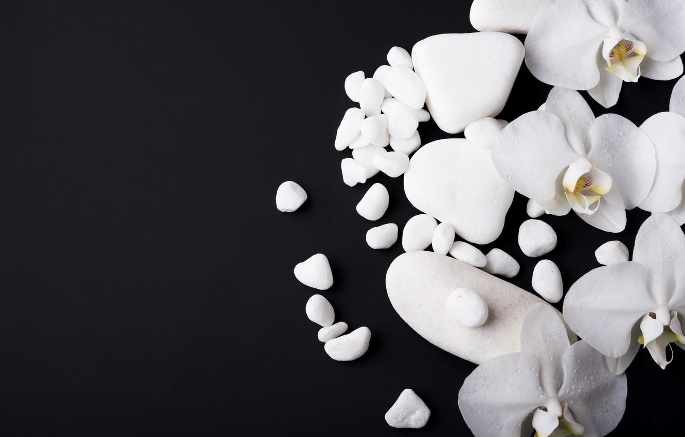 Black and White Orchid Wallpapers Top Free Black and White Orchid