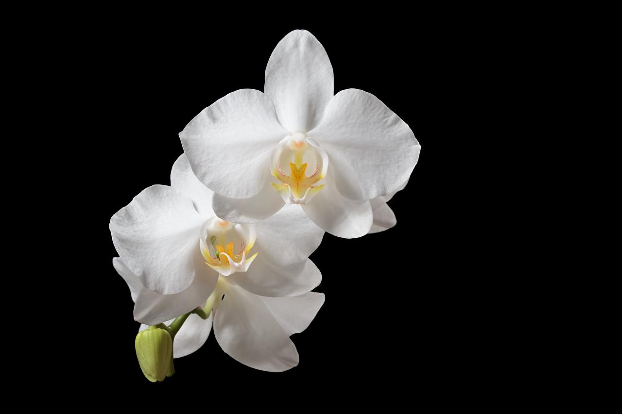 Black and White Orchid Wallpapers Top Free Black and White Orchid